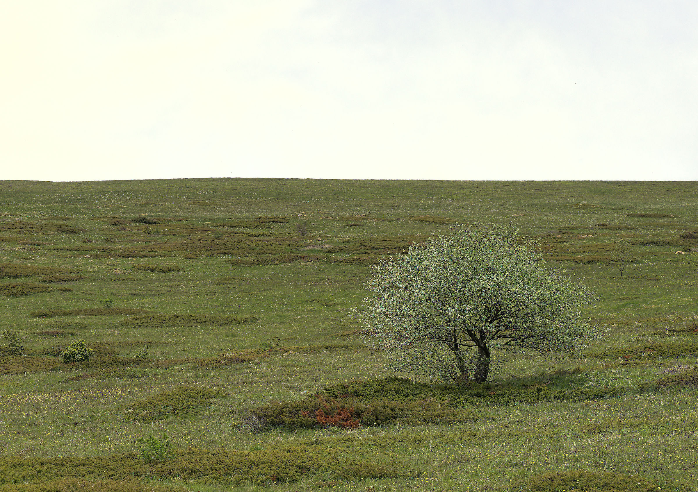 Montana Prairie