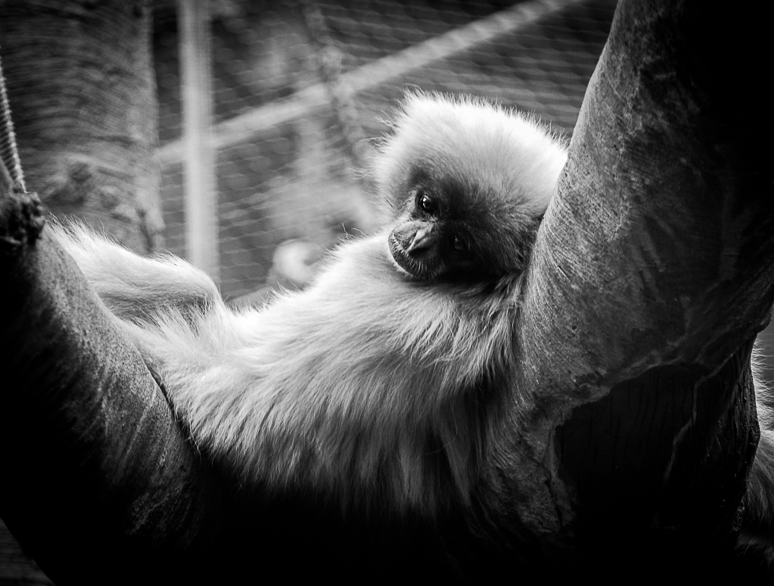 Gibbon