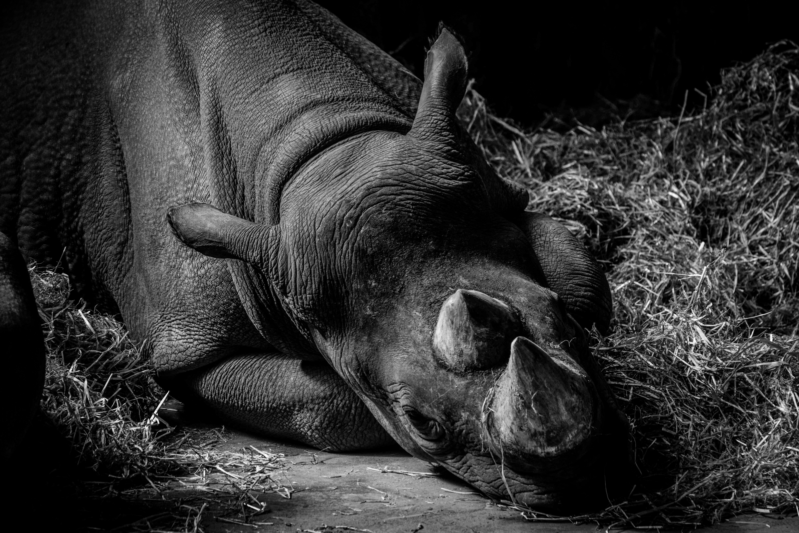 Black Rhinoceros