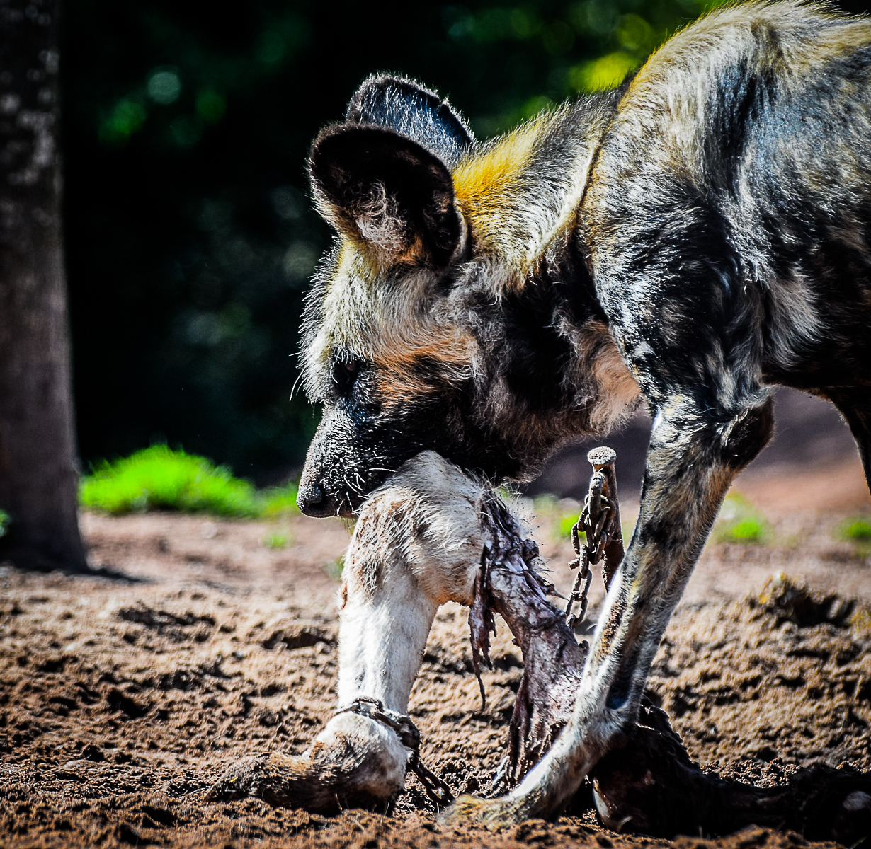 African Wild Dog