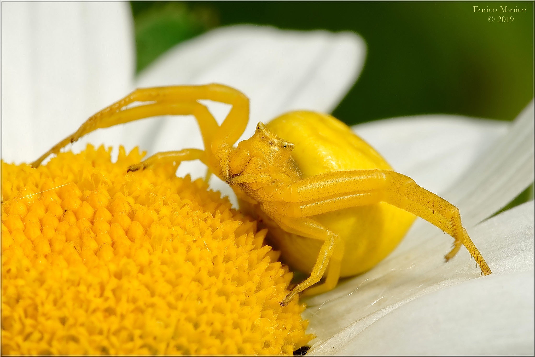Misumena Vatia