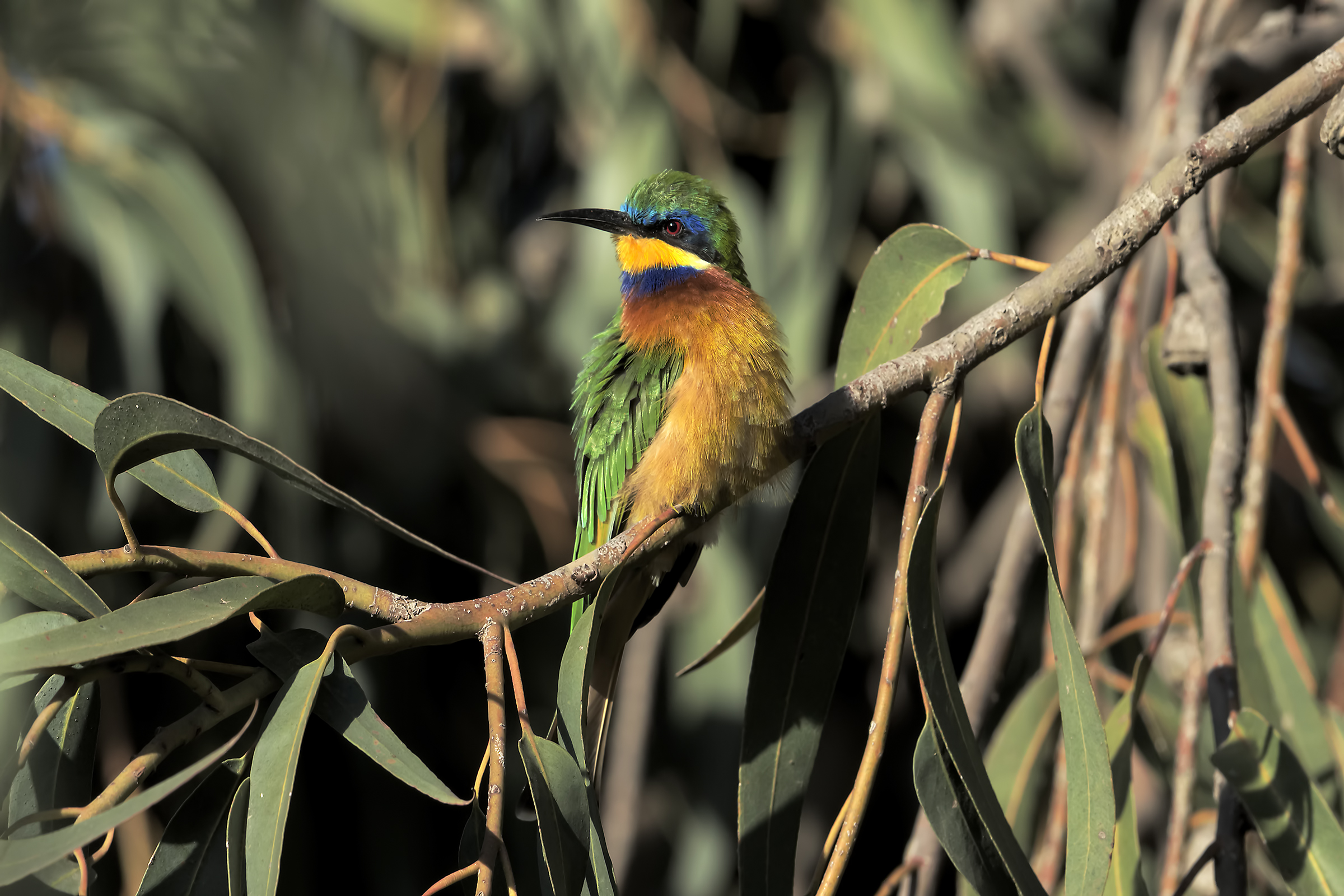 Bee-eater=Blue-cheeked