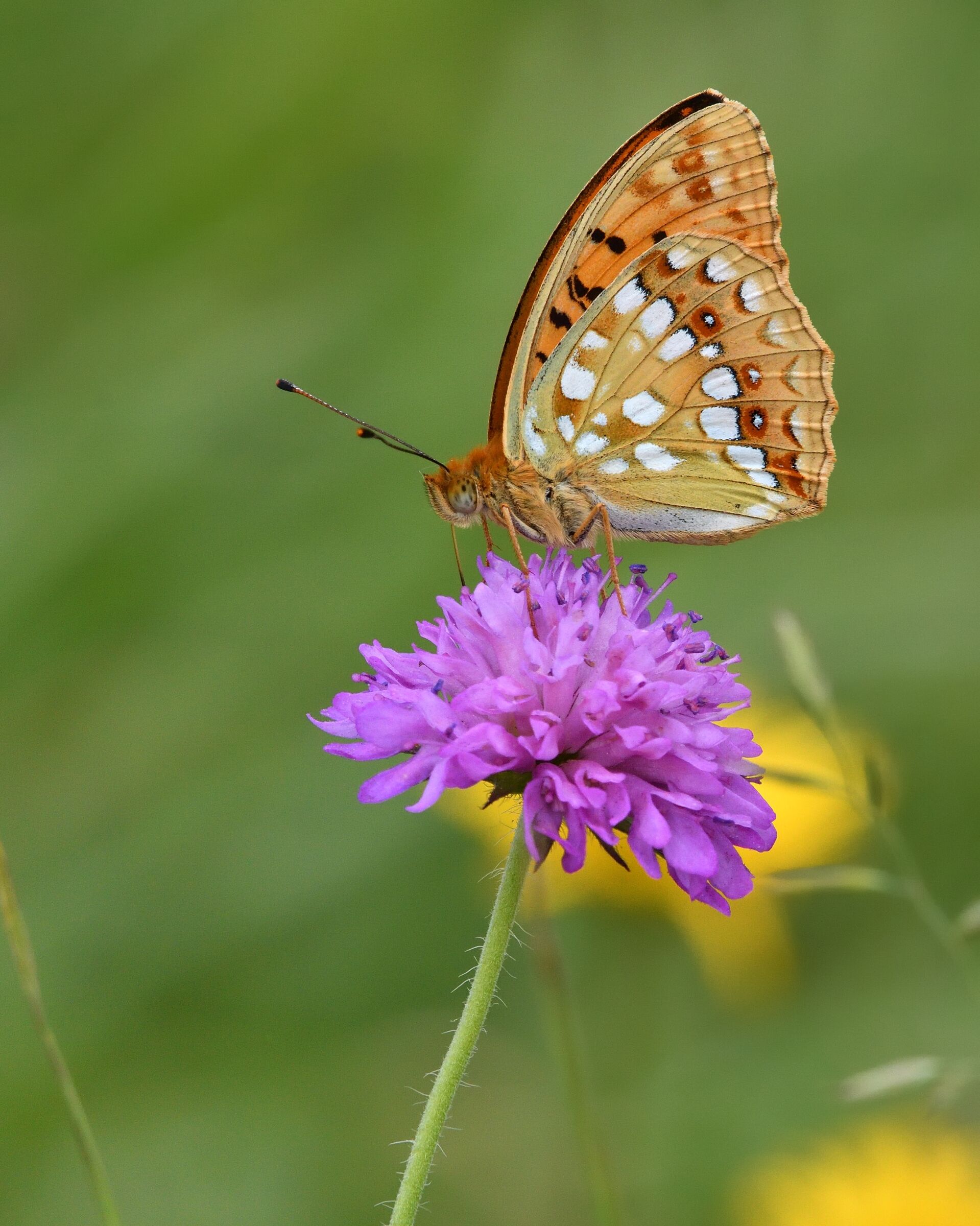 Argynnis Adippe