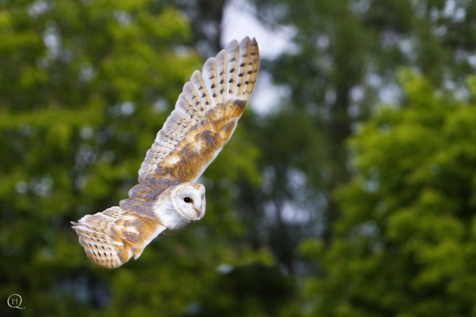 Barn Owl (Tyto Alba) Germany