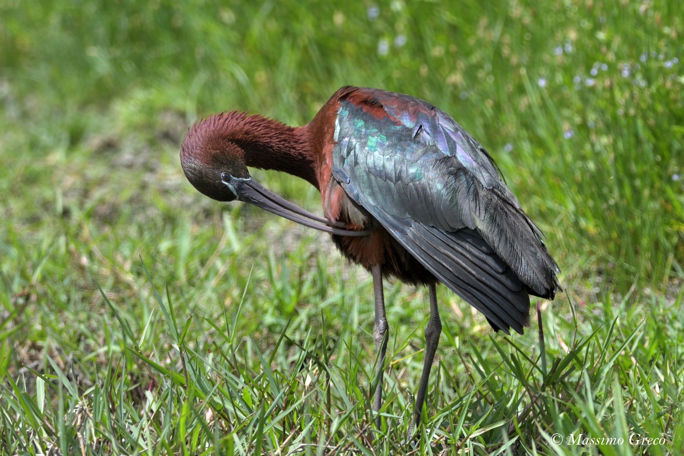 mignattaio (Plegadis falcinellus)