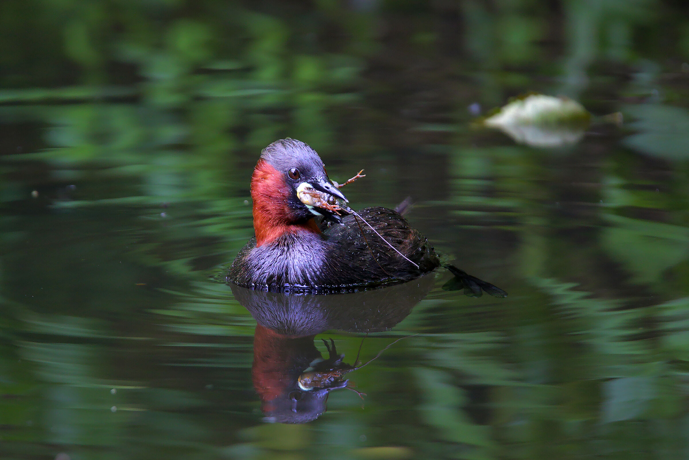 The end of the shrimp