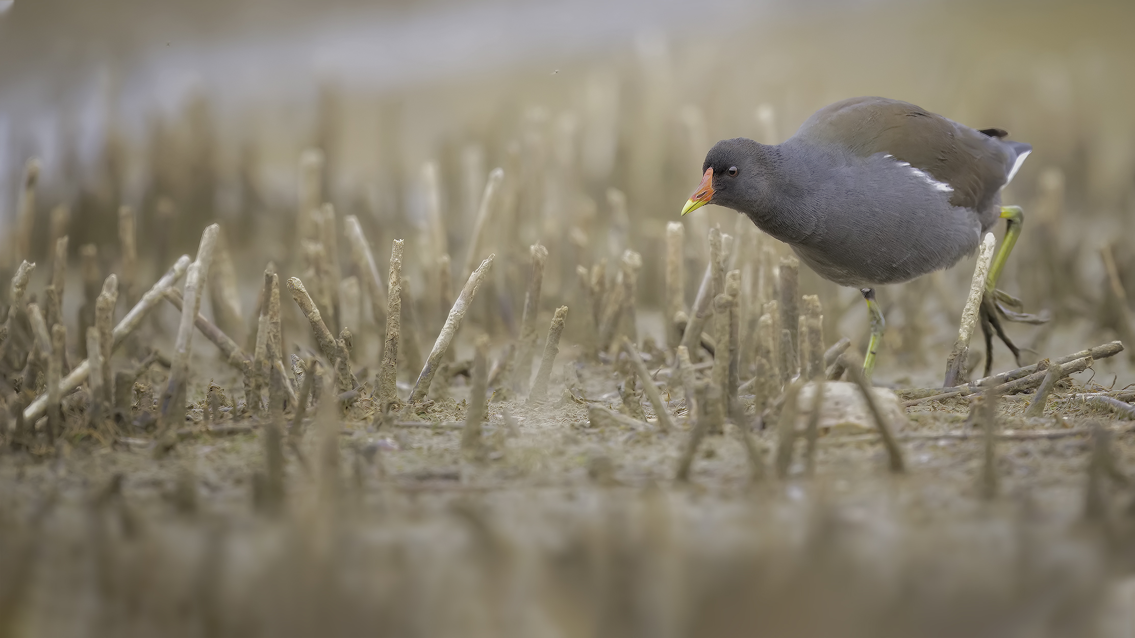 Gallinella d'acqua 04/2019