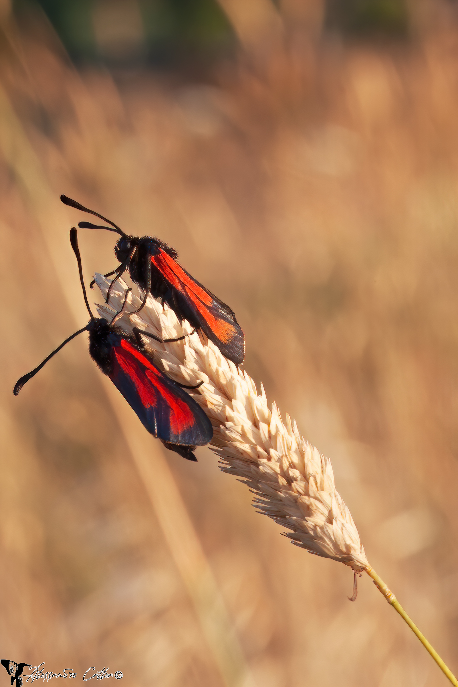 Zygaena filipendulae