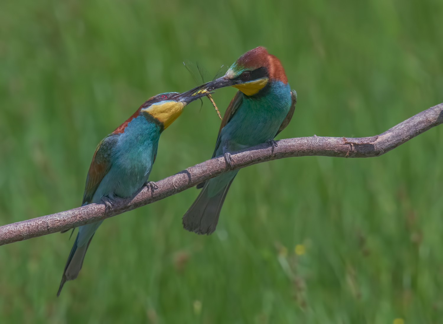 dono libellula-scopata sicura