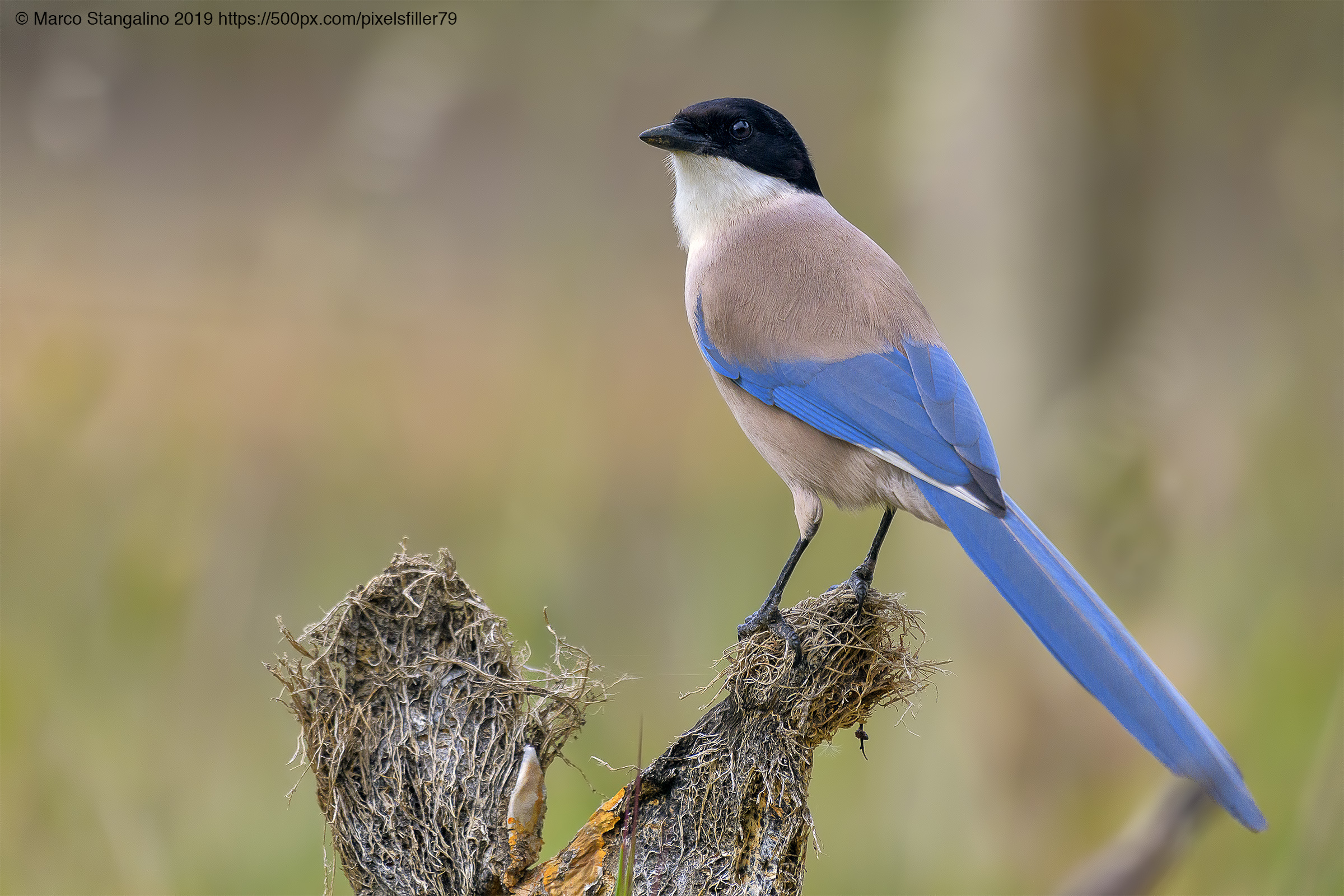 Light Blue Magpie...