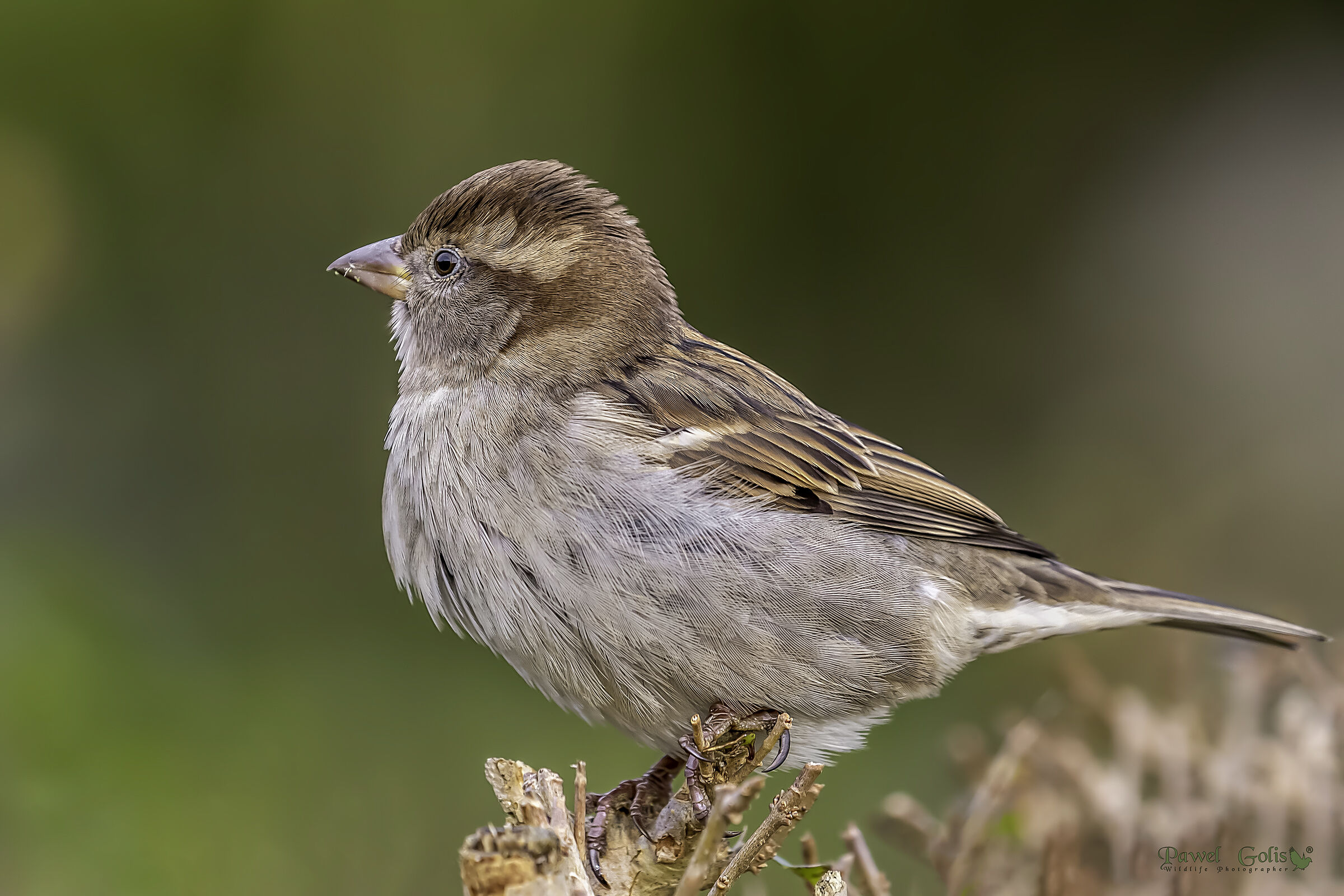 House sparrow (Passer domesticus)