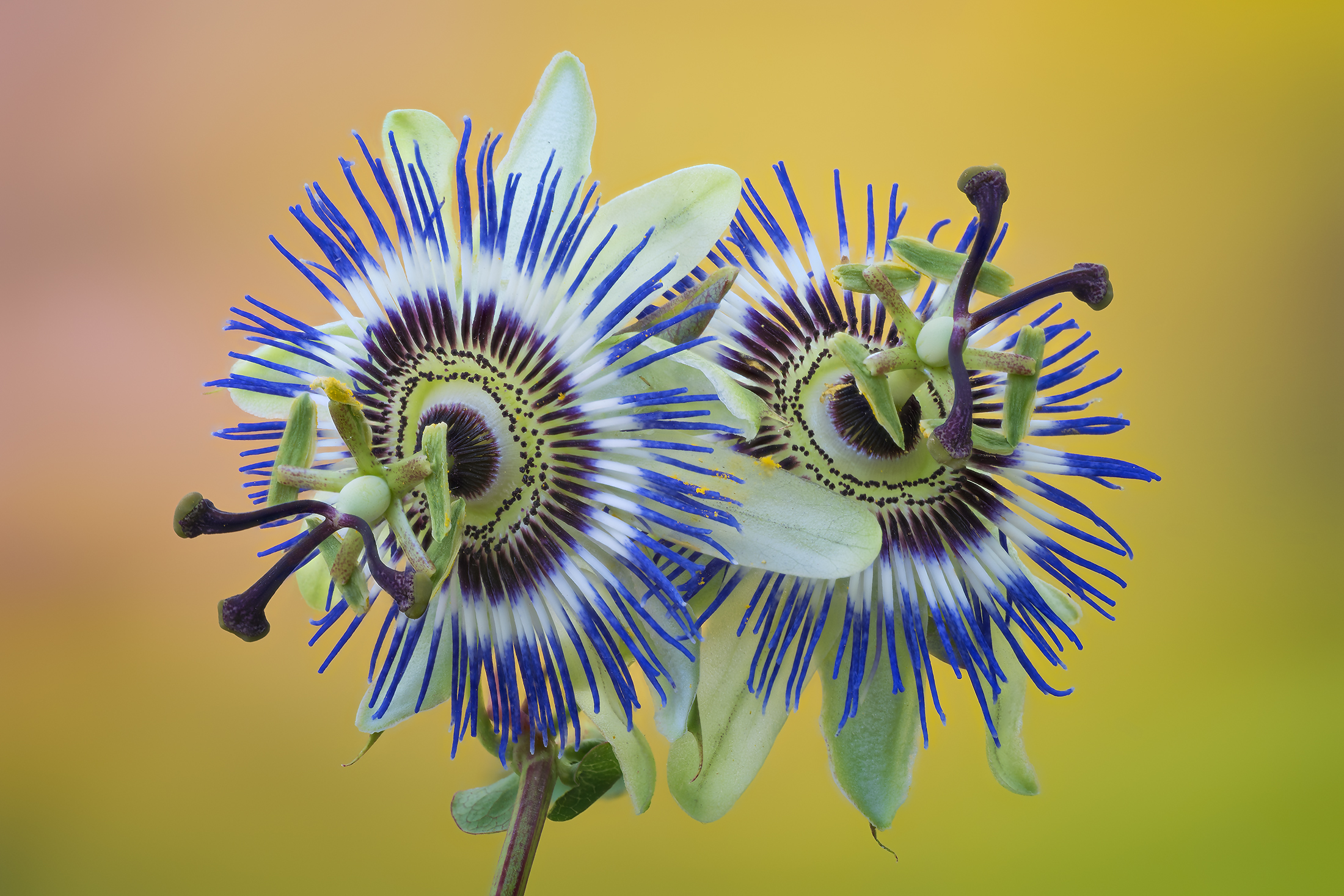 Passiflora
