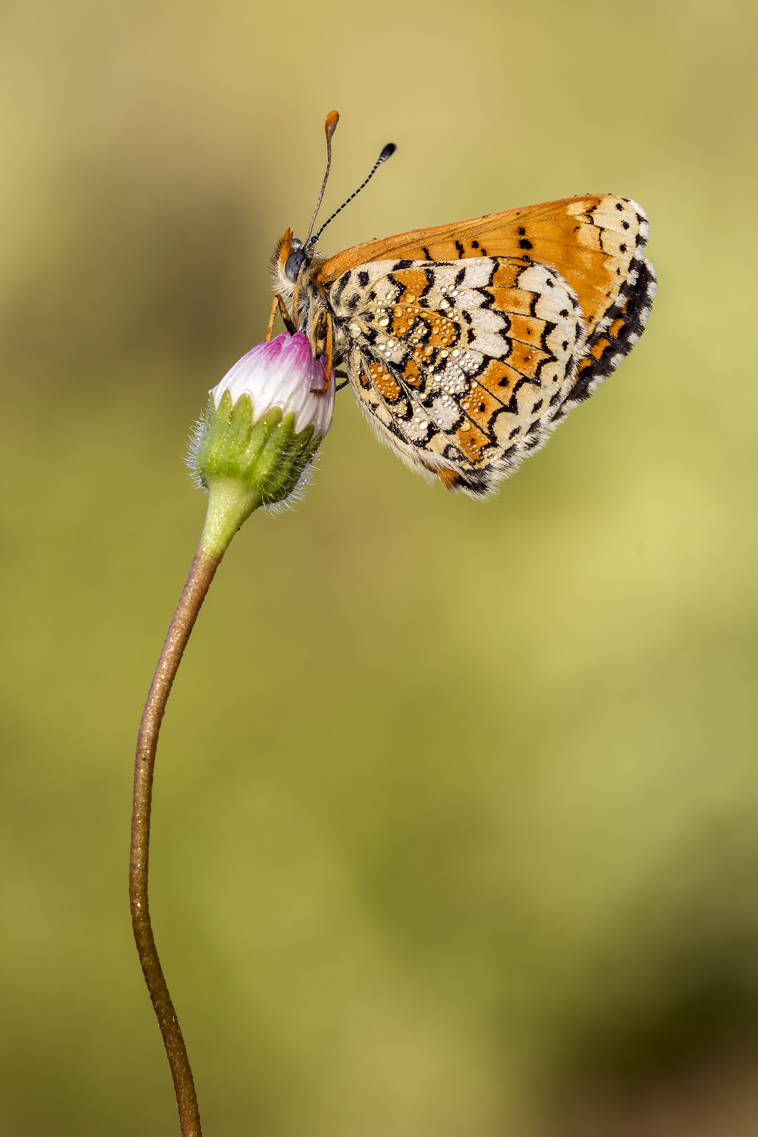 Melitaea