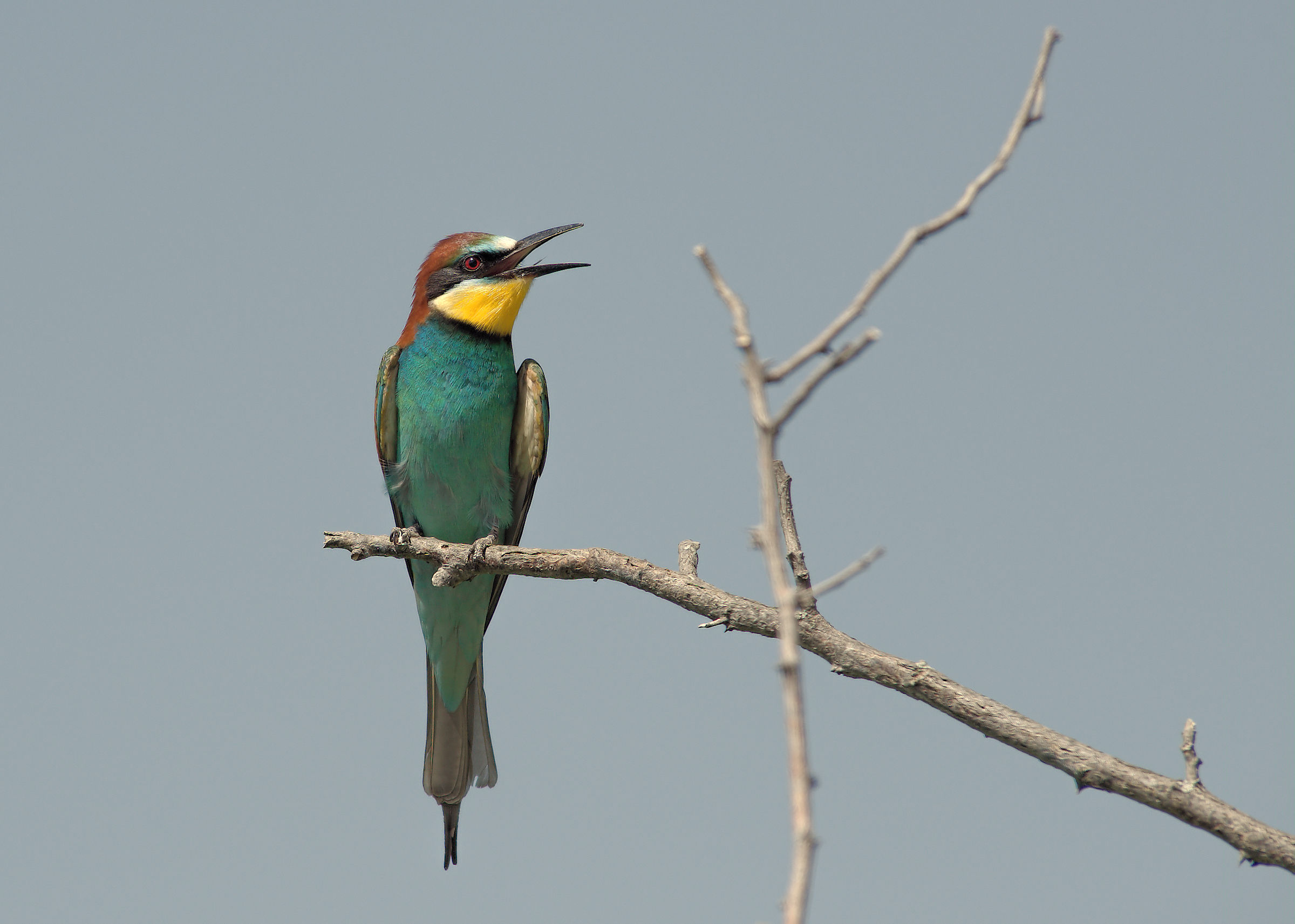 Bee-eater
