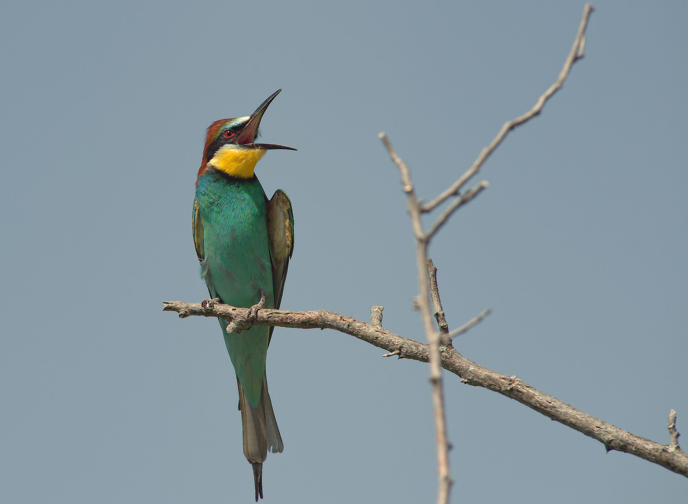 Bee-eater