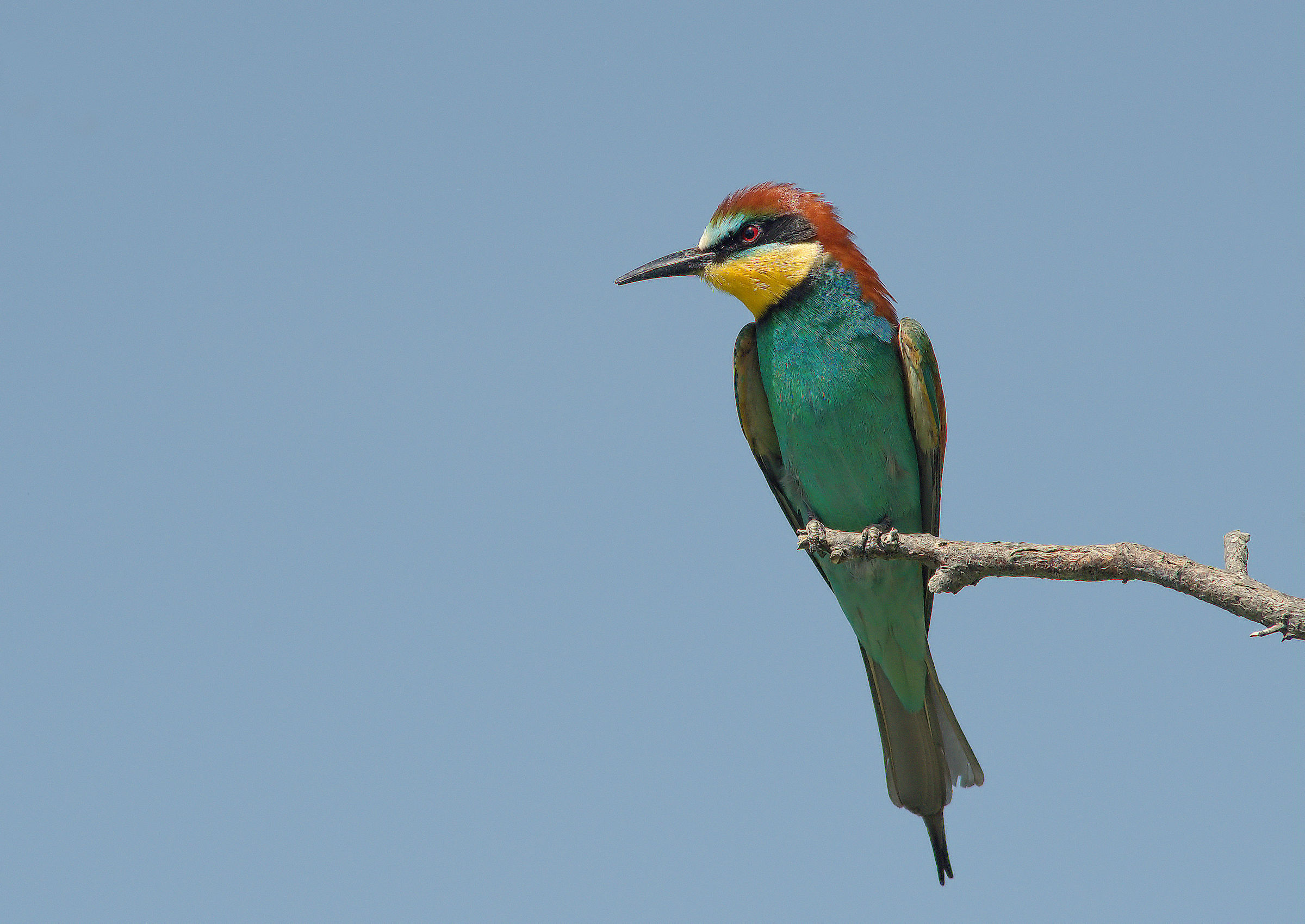Bee-eater