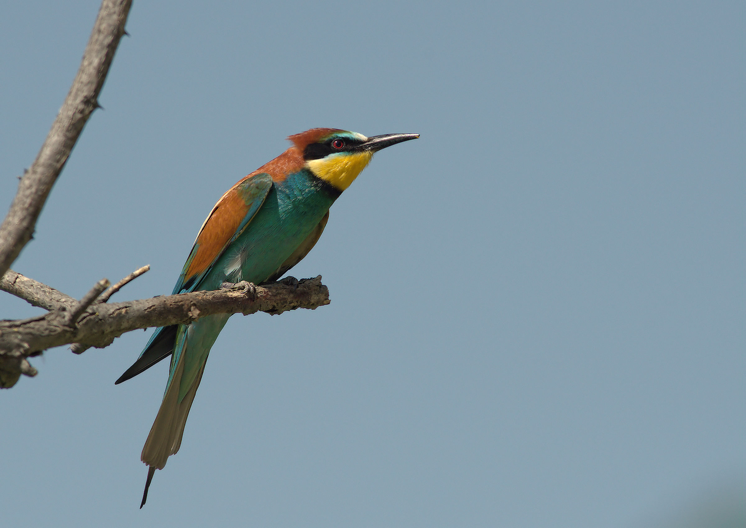 Bee-eater