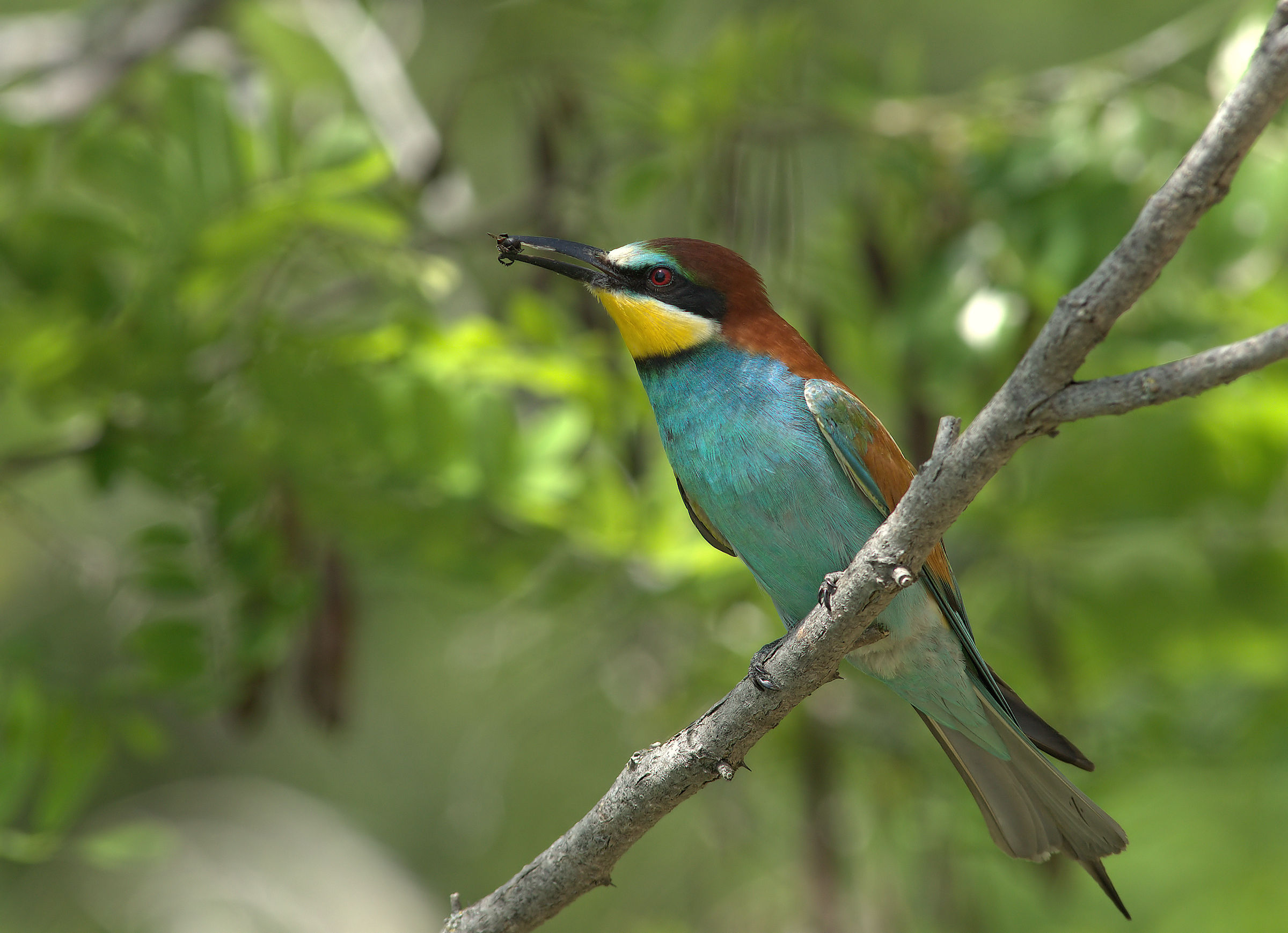 Bee-eater