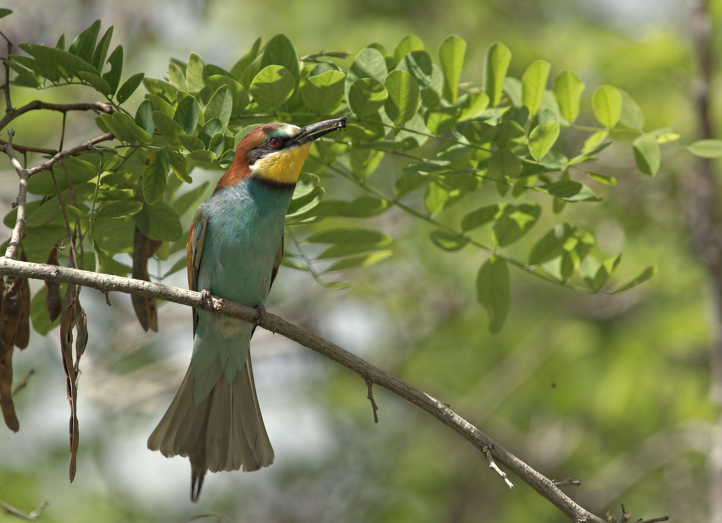 Bee-eater
