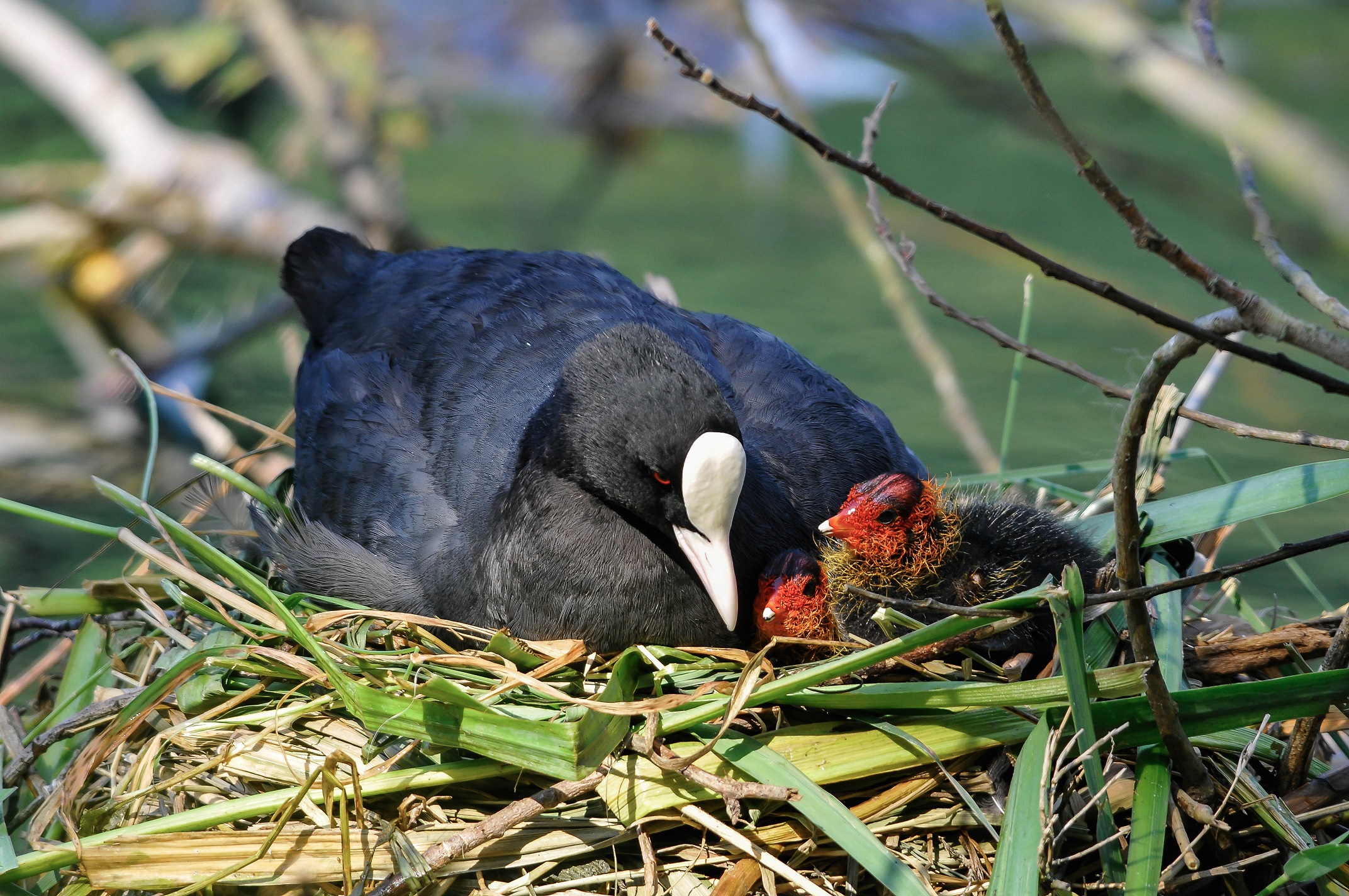 Folaga (parco del Ticino)