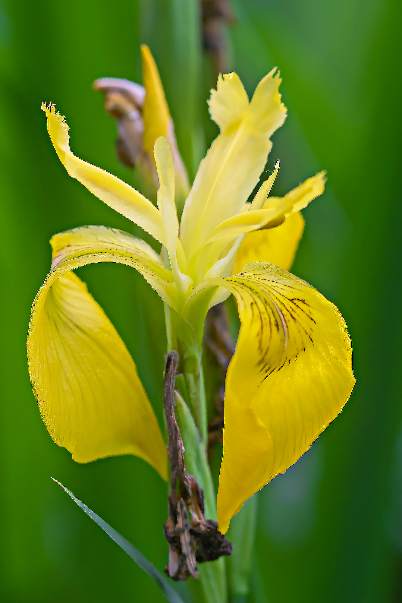 Yellow Iris