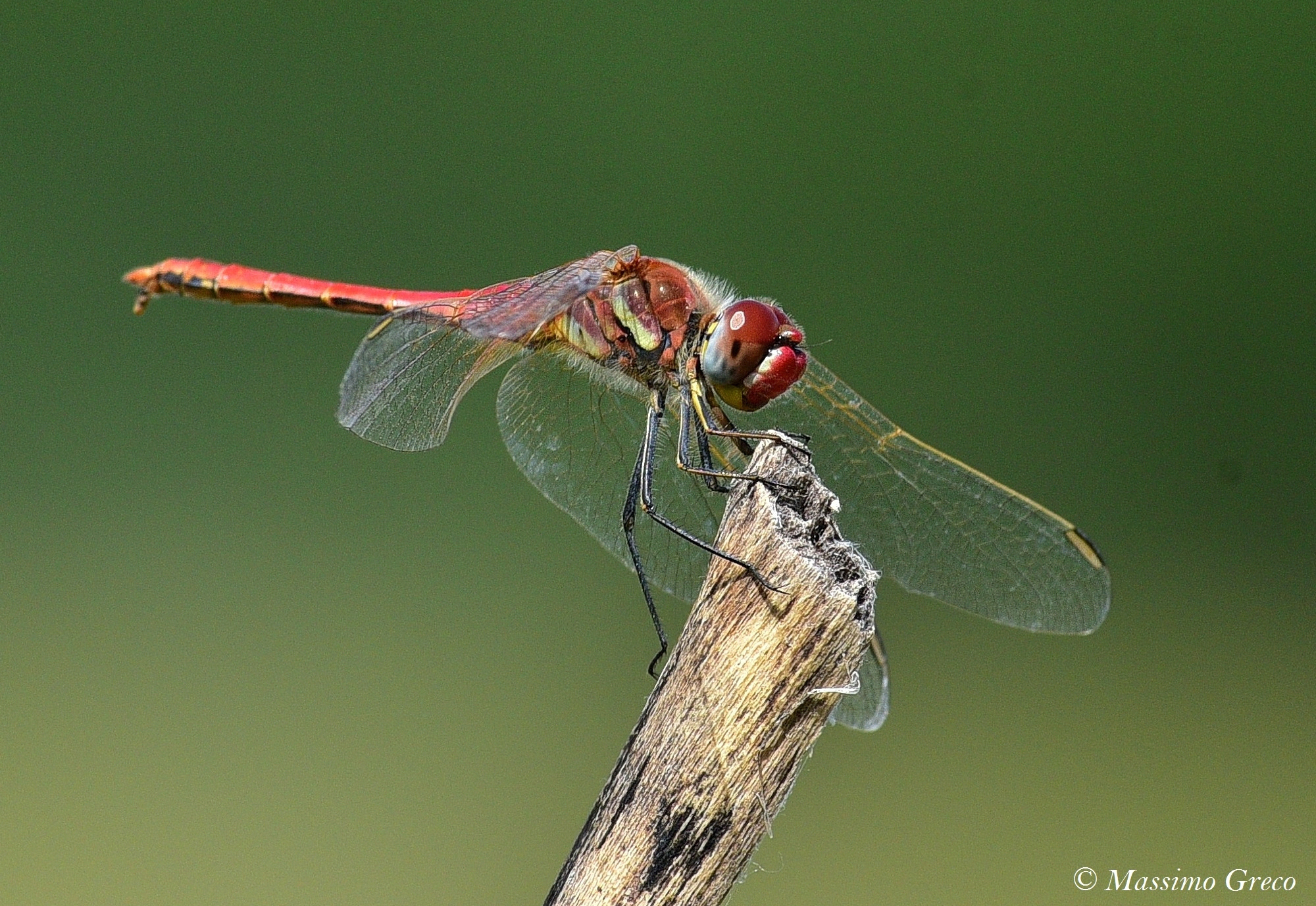 Sympetrum Sanguineum