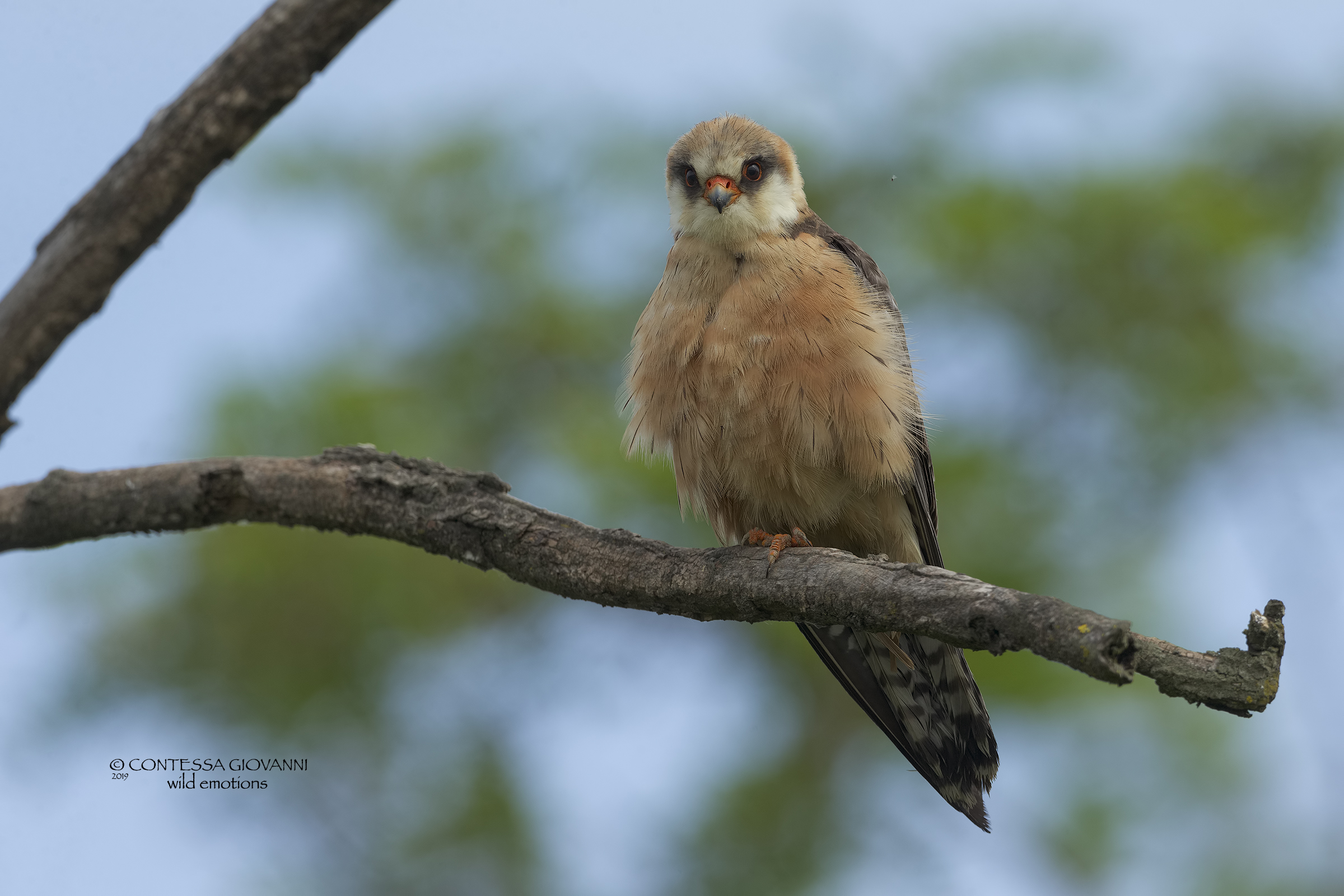 falco cuculo femmina ...... e il moscerino ...