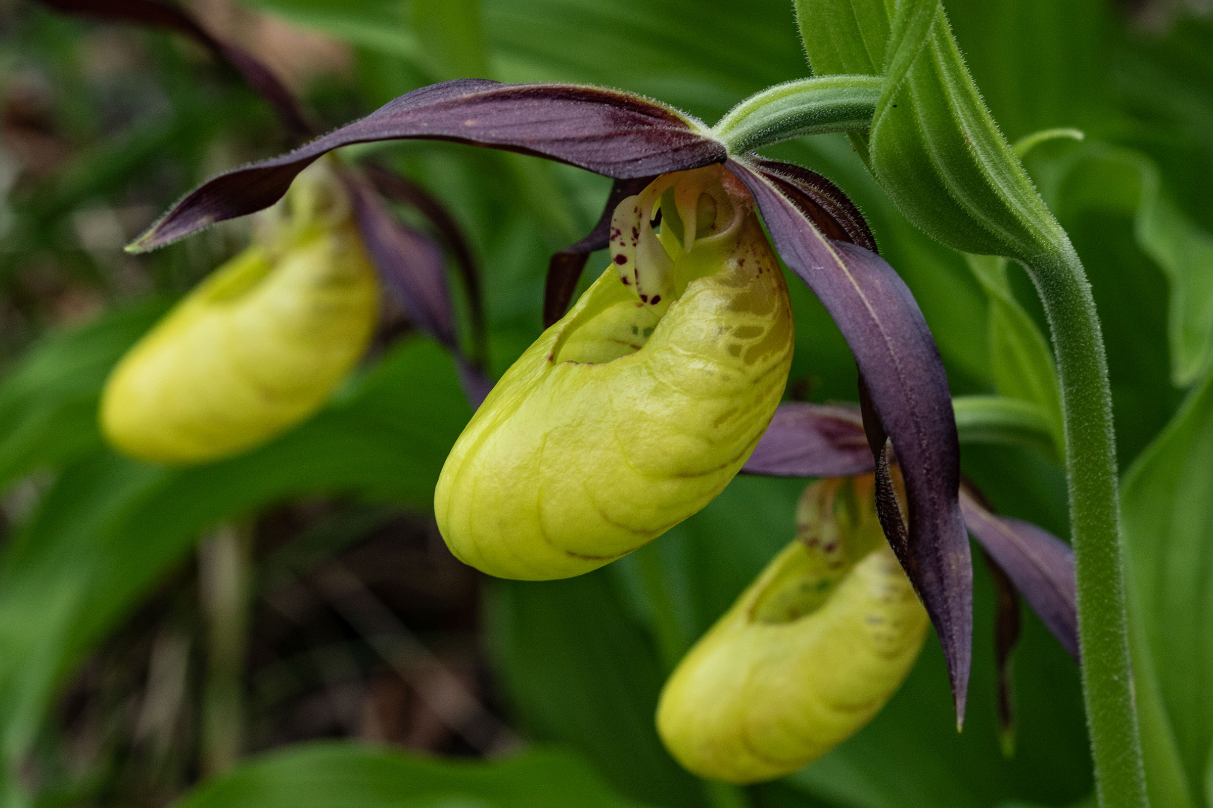 orchidee_Scarpetta of Venus