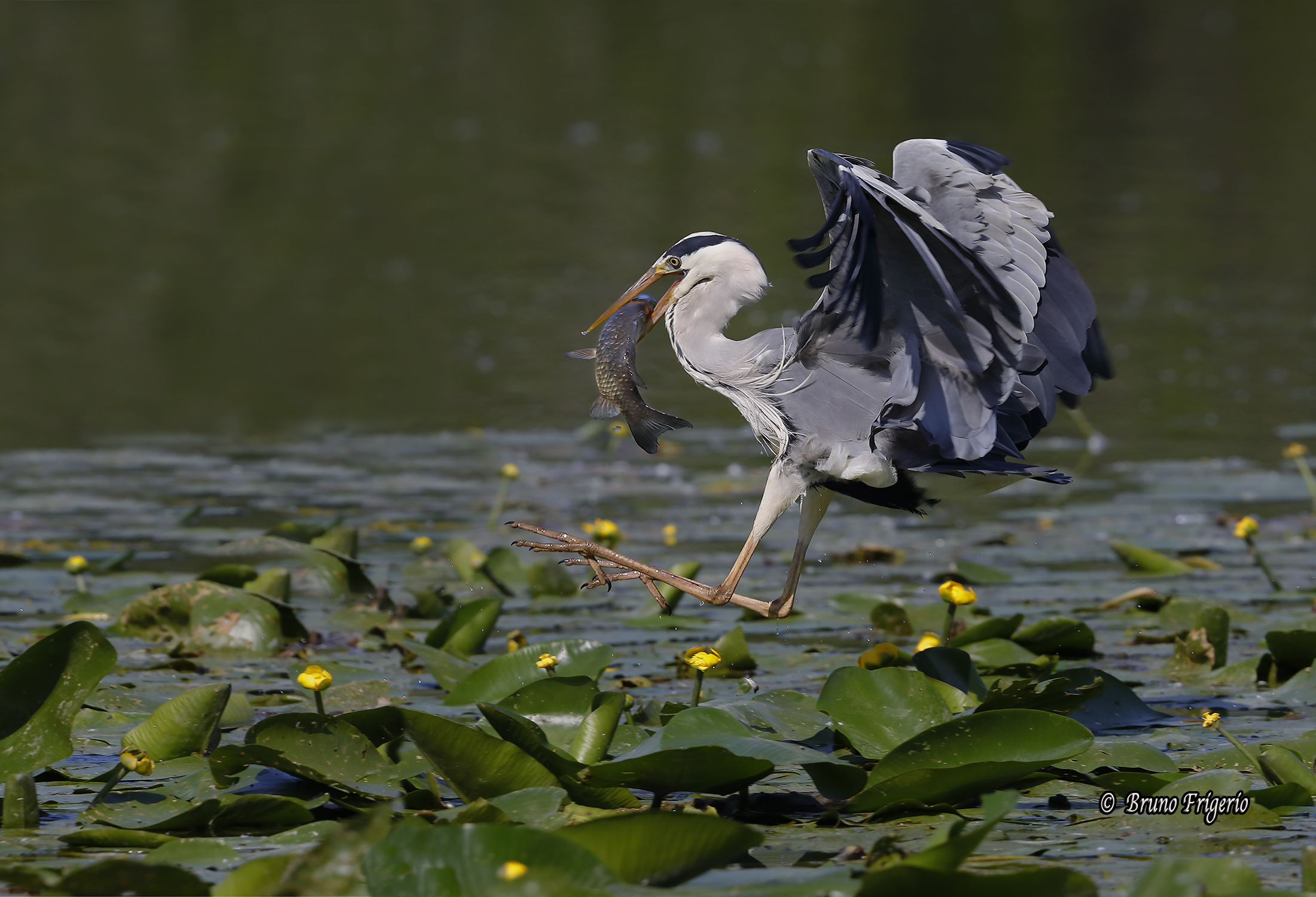 Grey Heron return from fishing