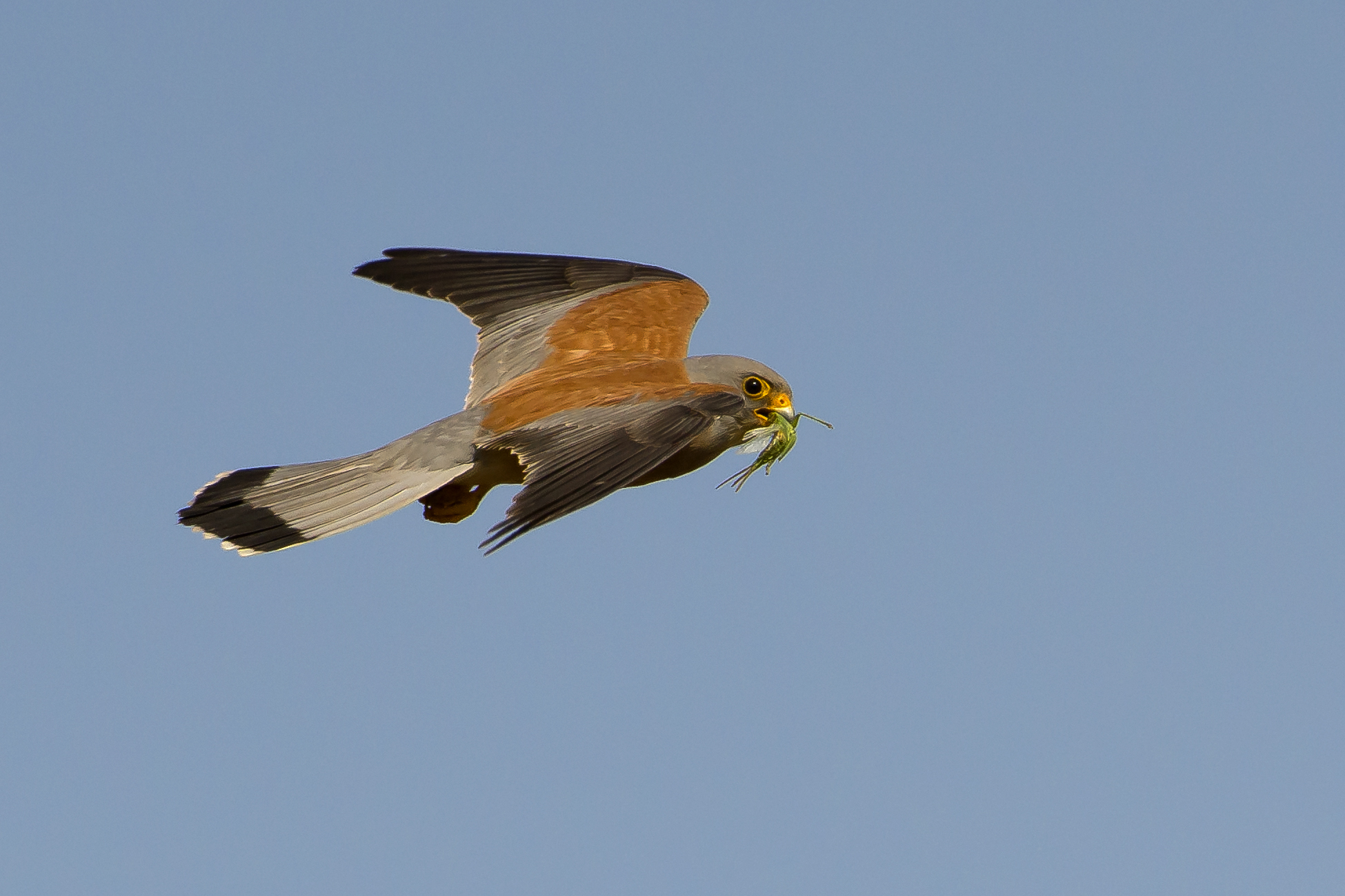 Grillaio (Falco naumanni)