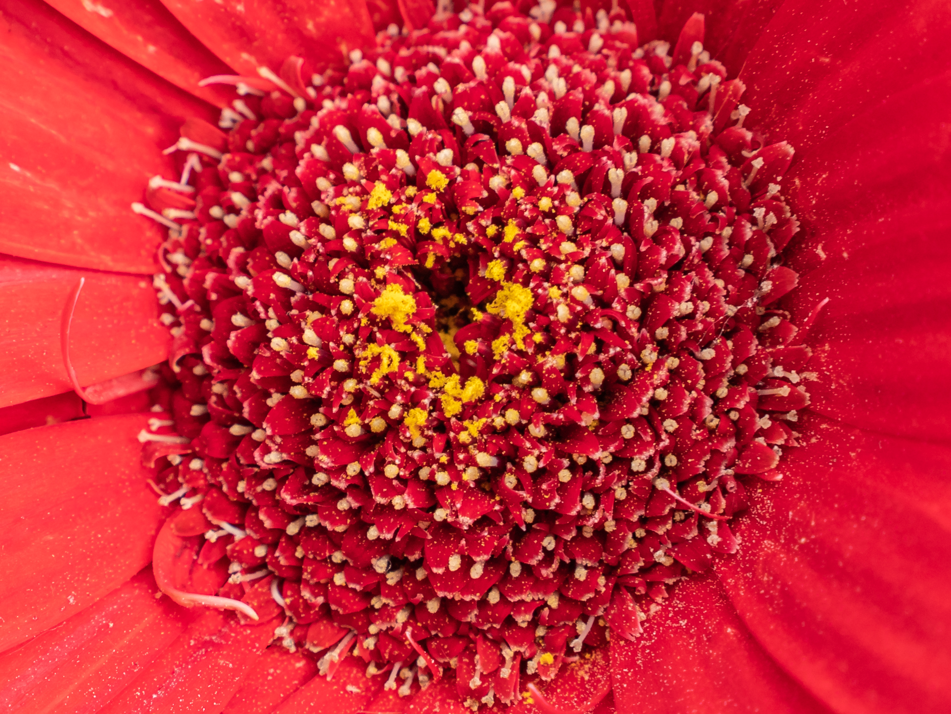 Gerbera