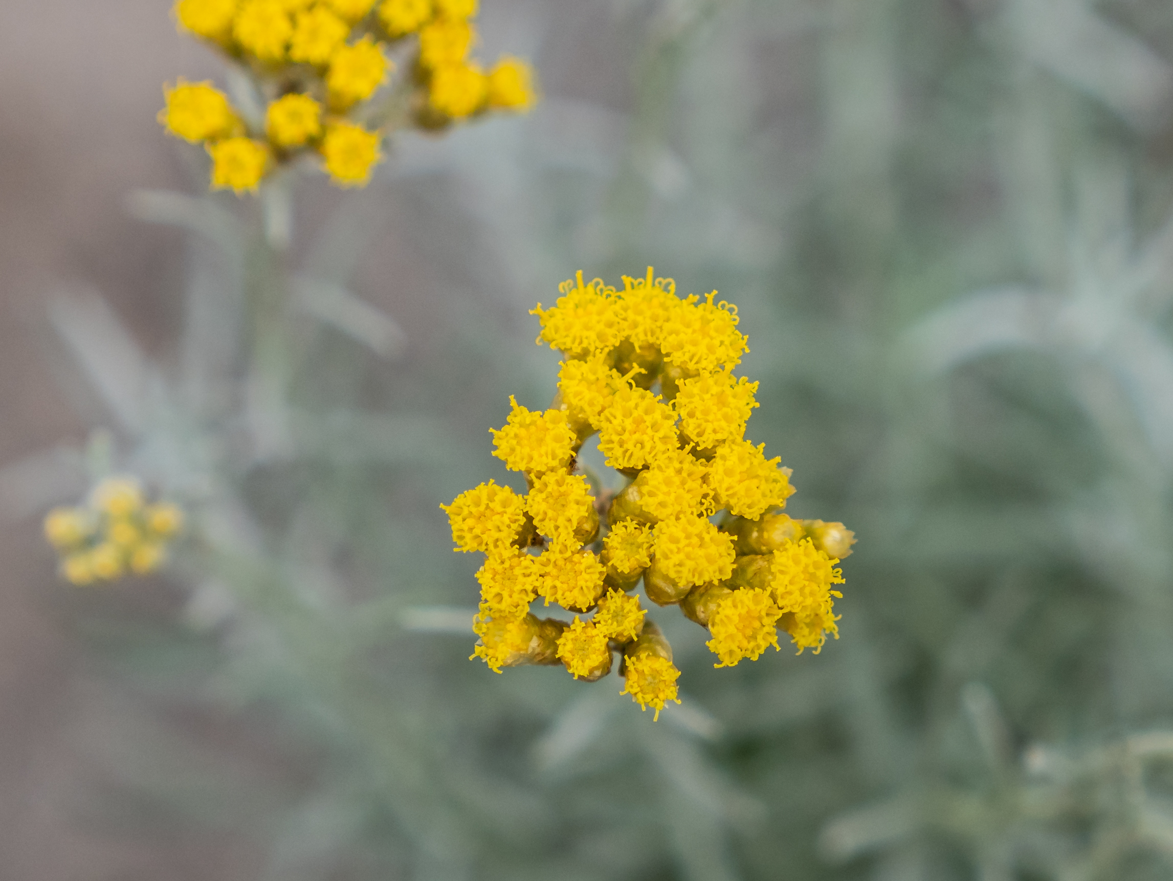 Helichrysum