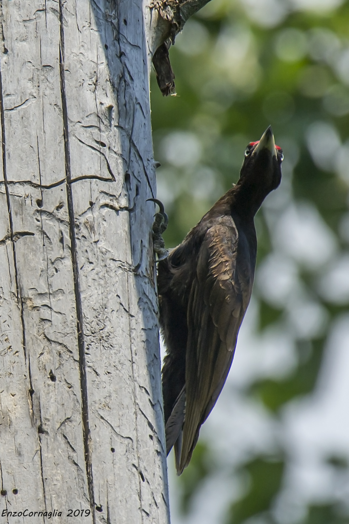Black Woodpeckers (M)