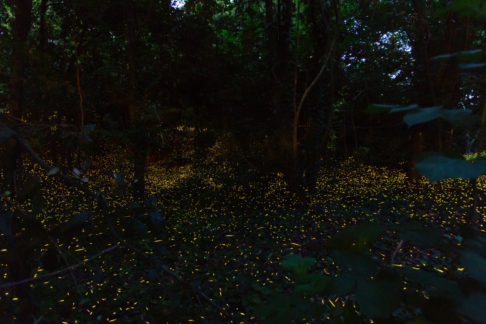 Fireflies in the Woods