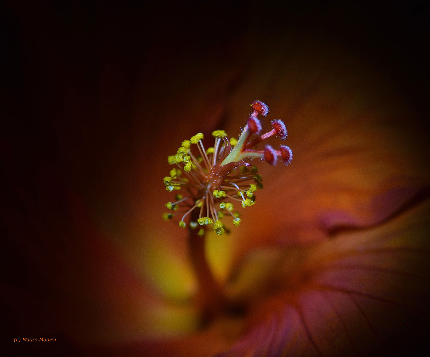 Al centro dell'ibisco