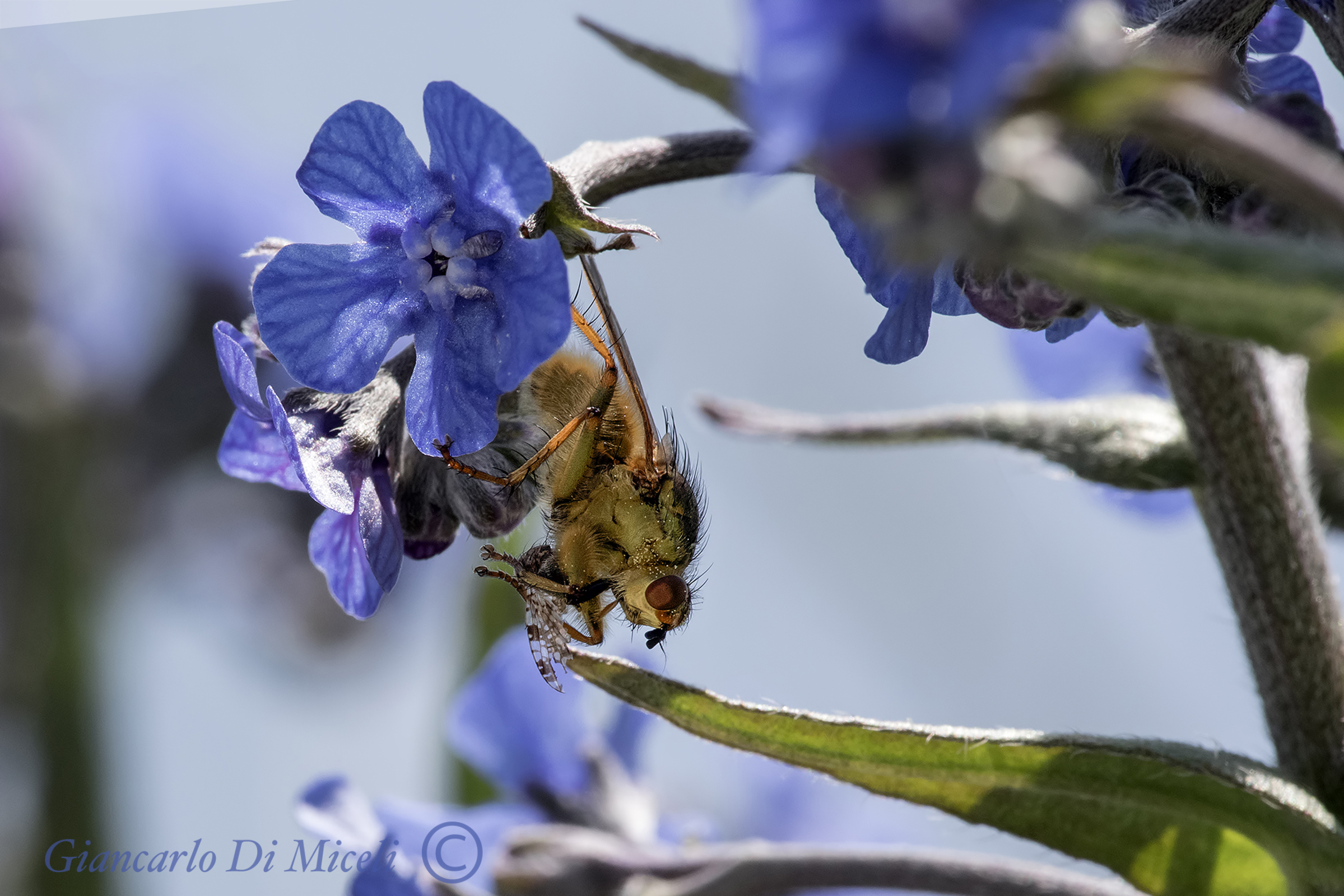 SCATHOPHAGA STERCORARIA