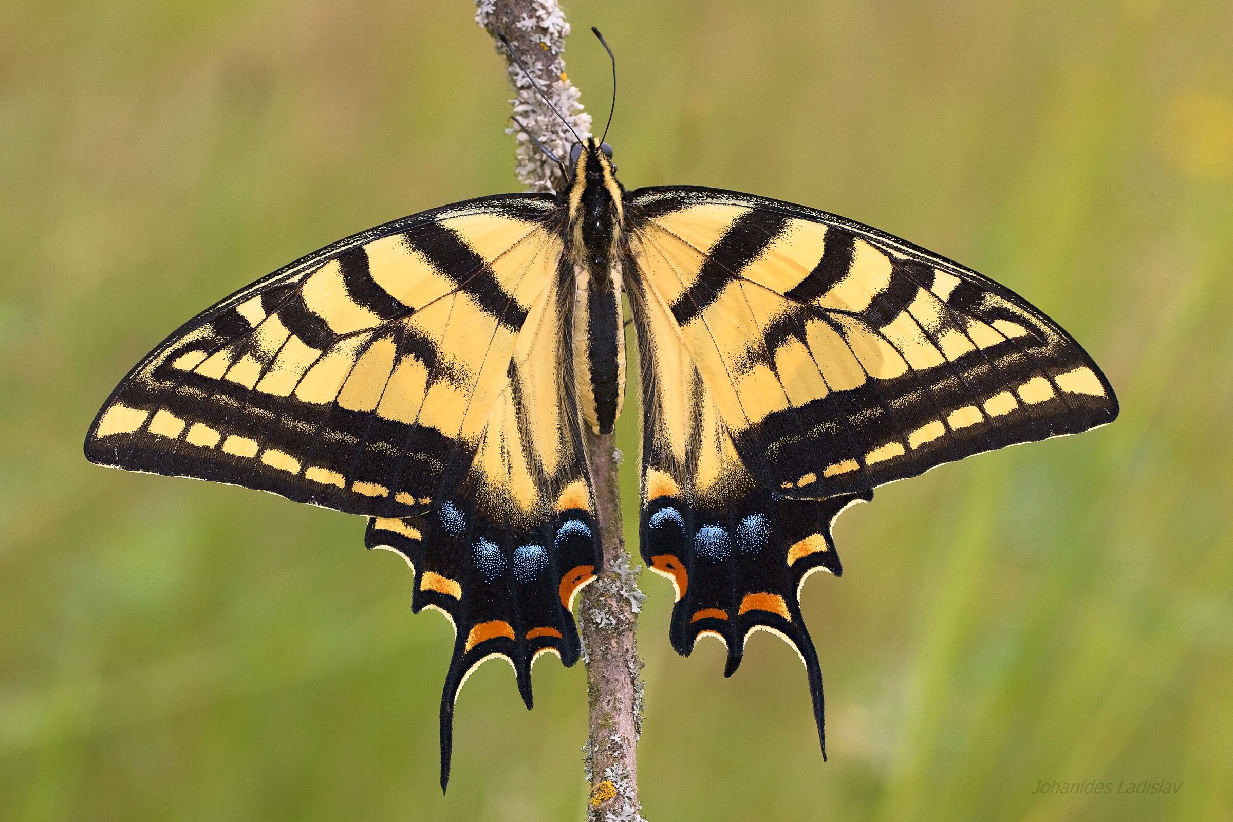 Papilio multicaudata