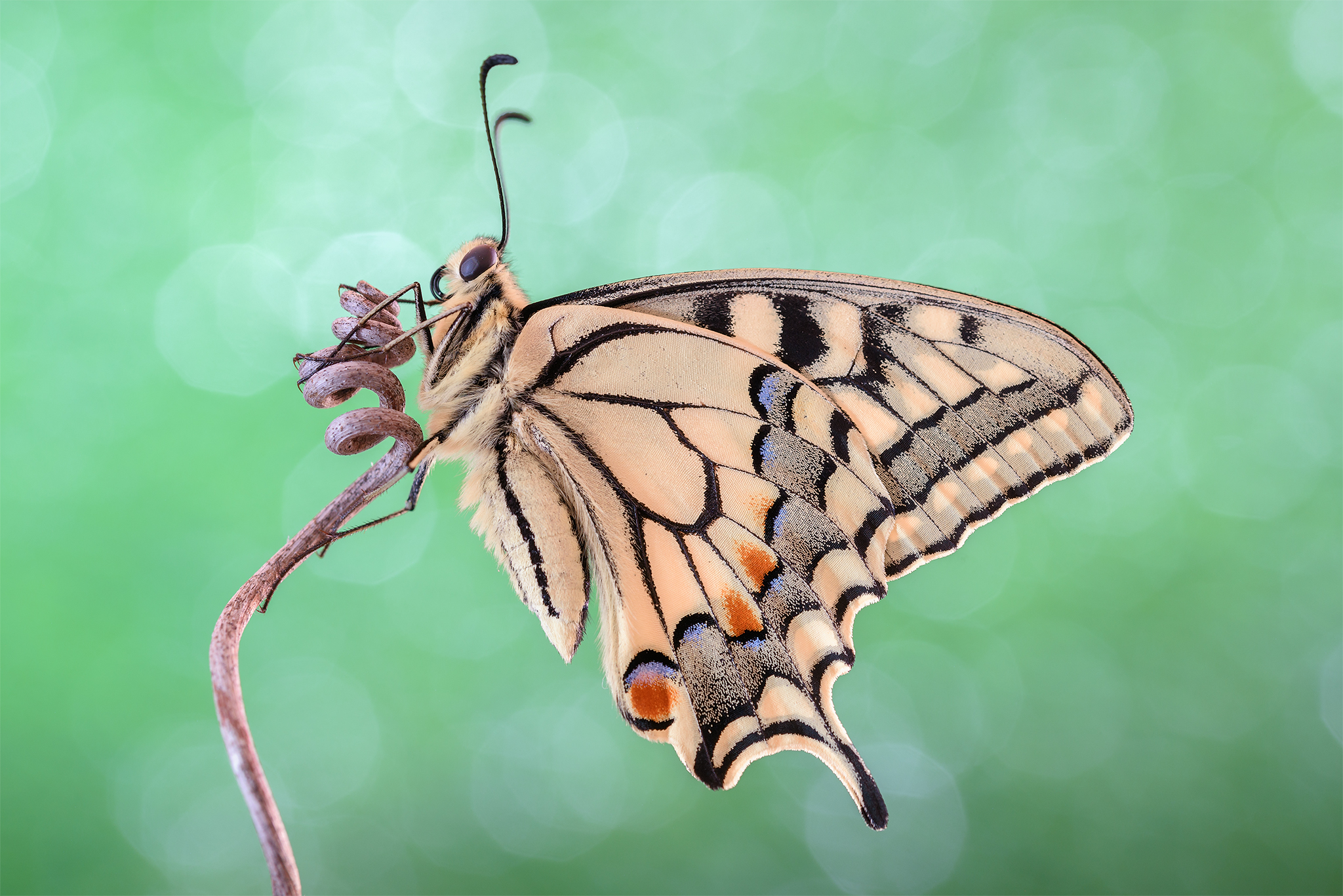 The Papilio machaon