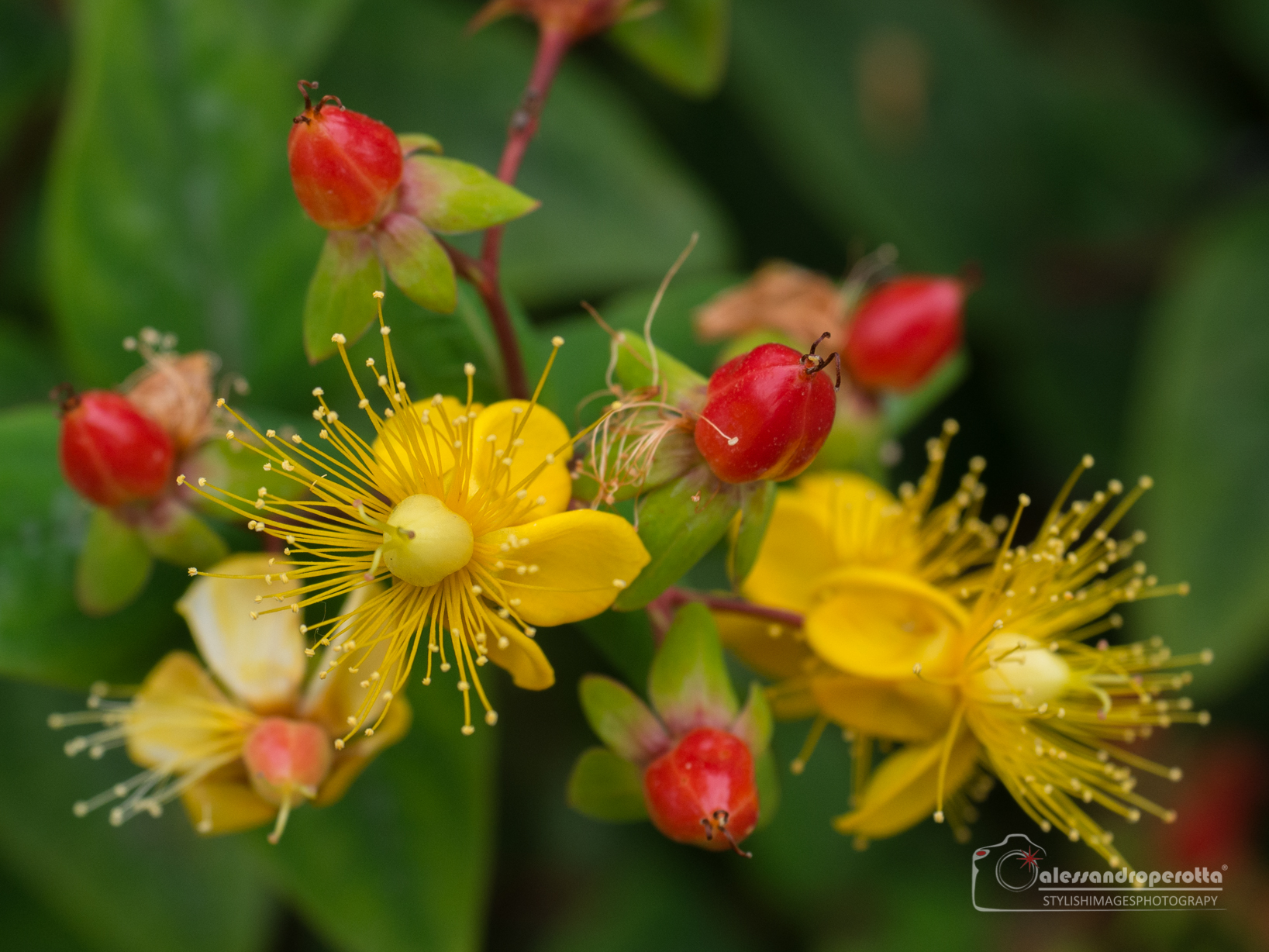 Hypericum Androsaemum