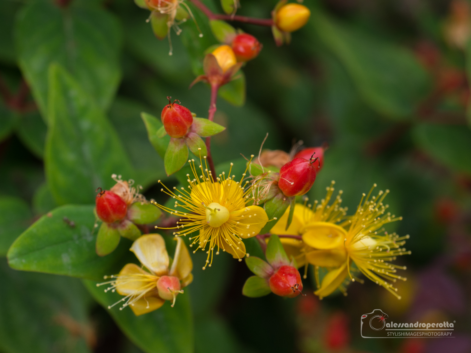 Hypericum Androsaemum