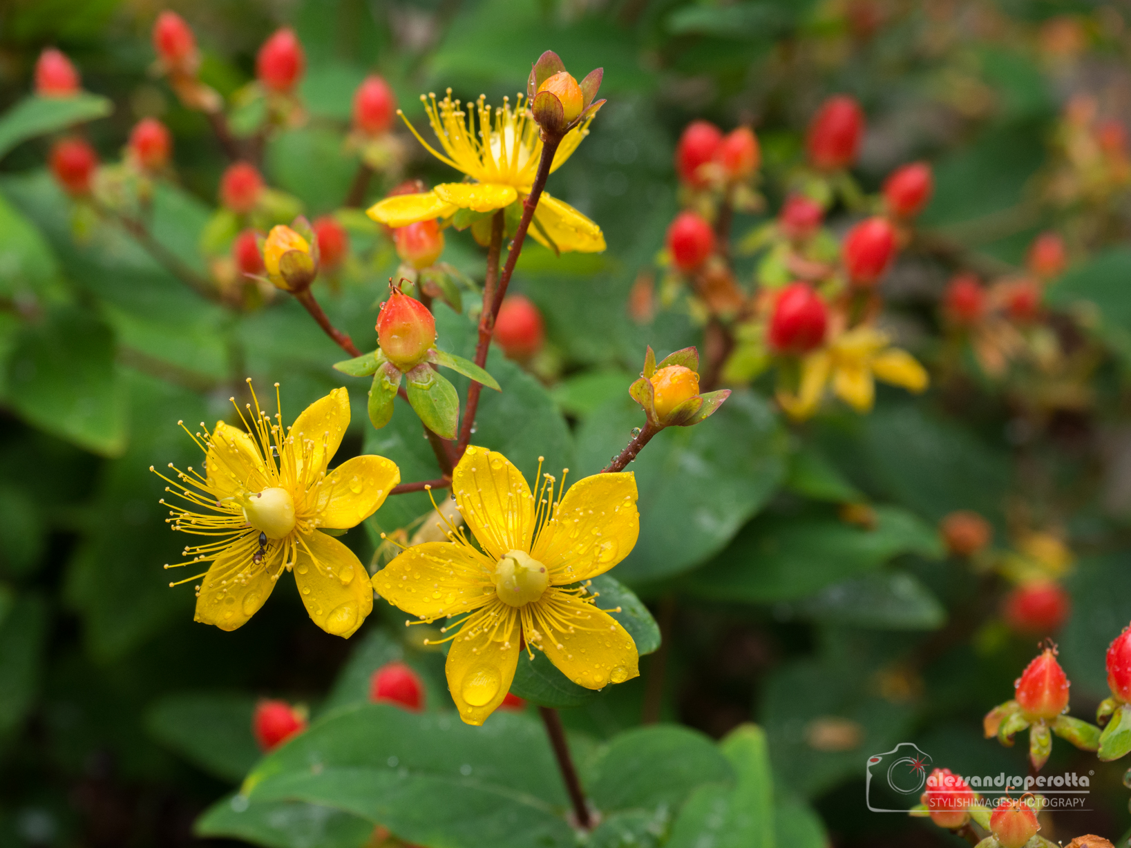 Hypericum Androsaemum