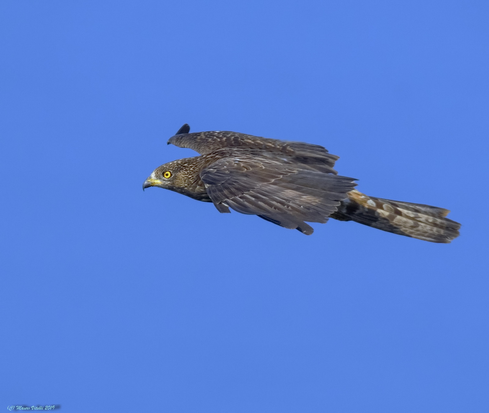 Pecchiaiolo Falcon (Pernis Apivorus)
