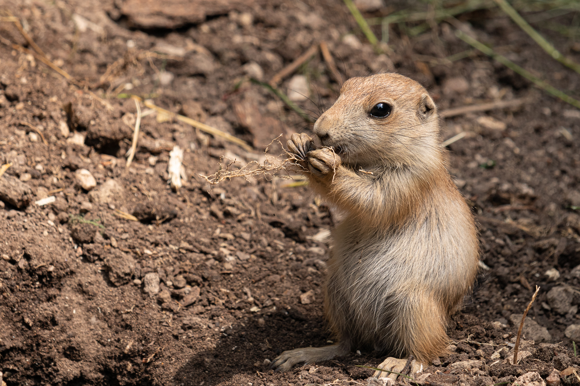 Prairie Dog