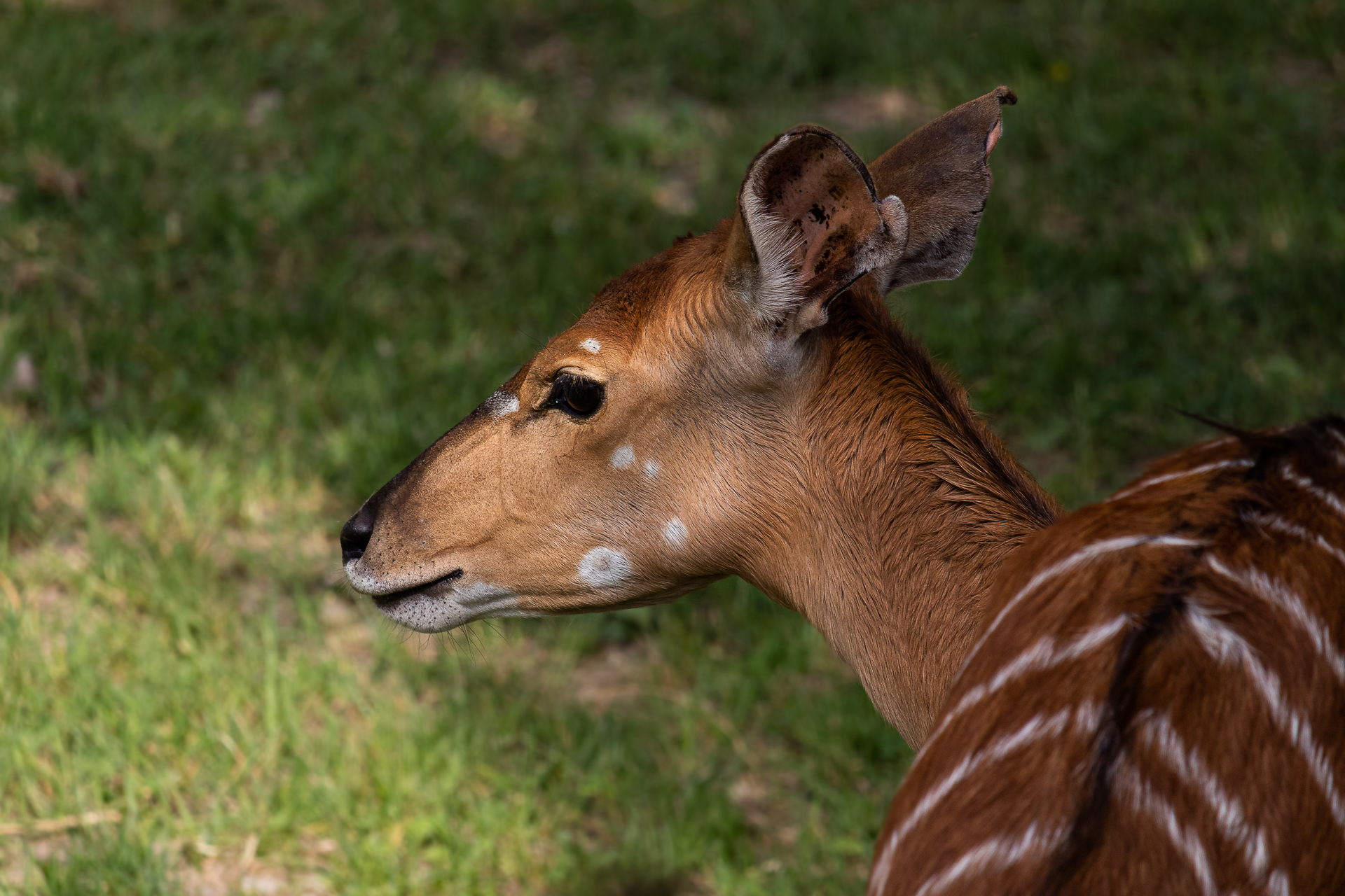 Sitatunga
