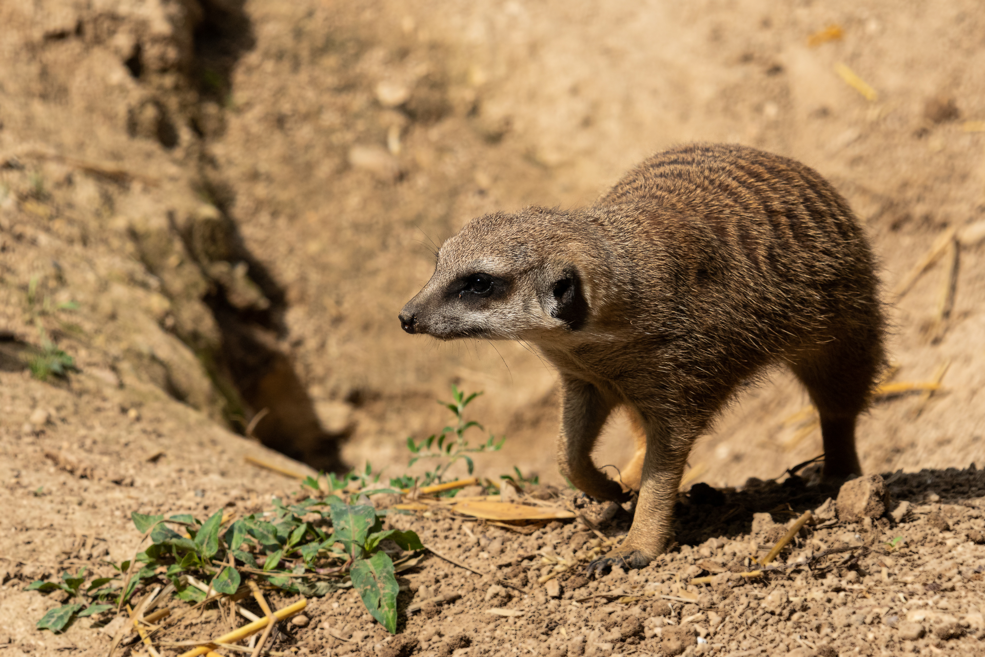 Meersuricates 2