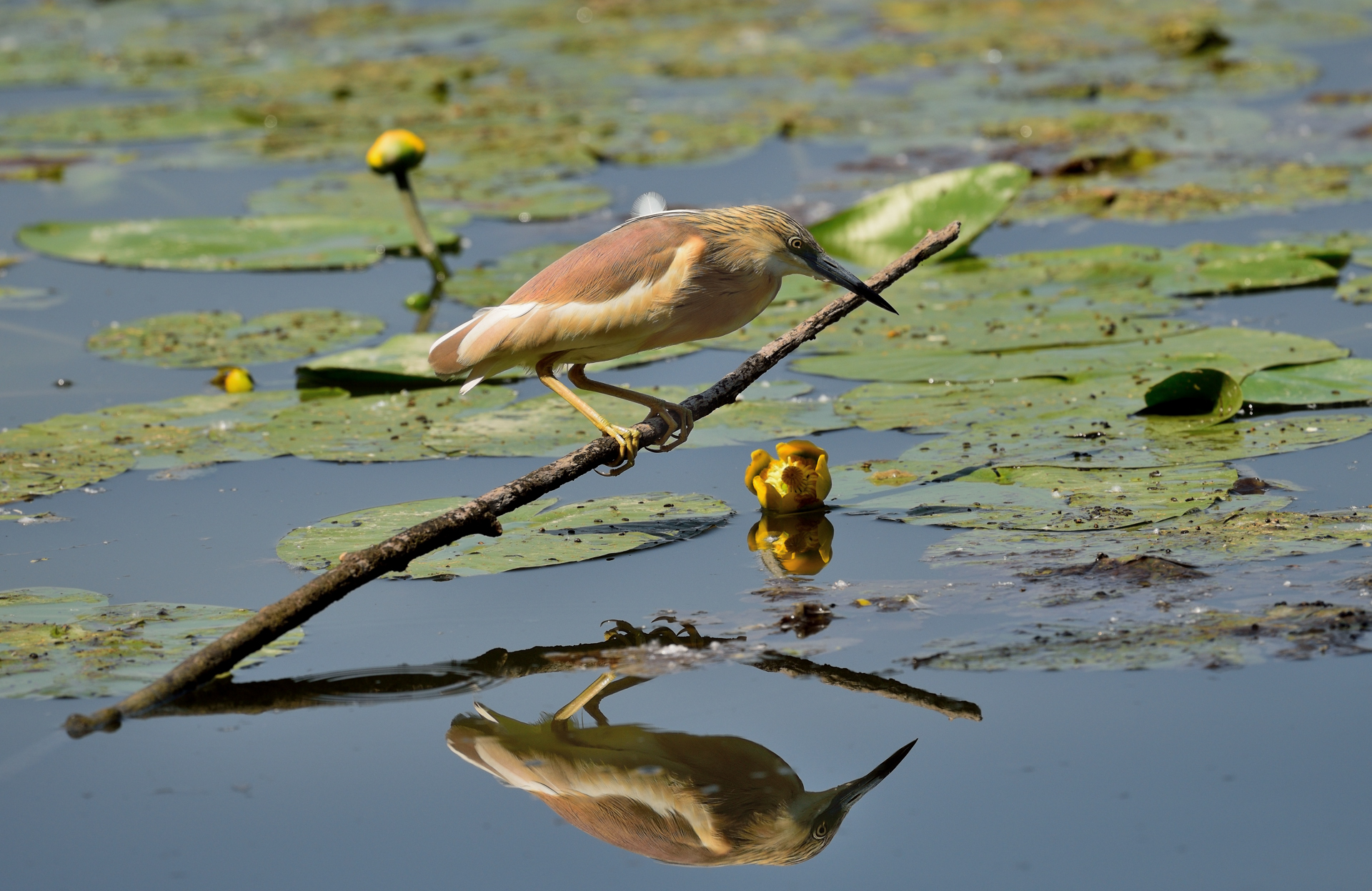 Sgarza allo specchio