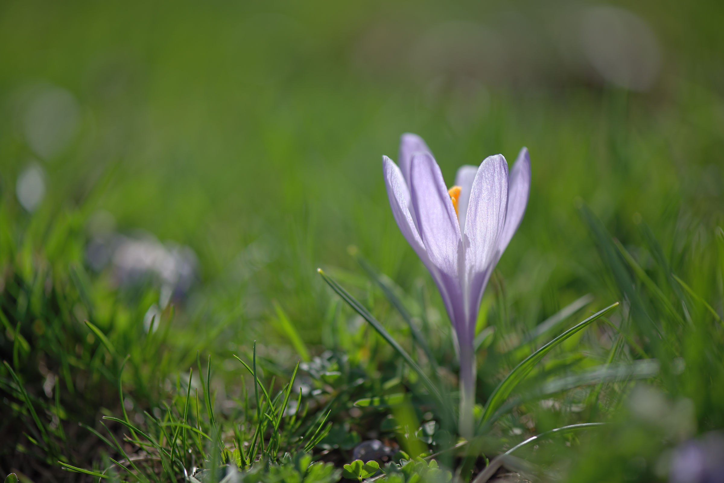 Crocus