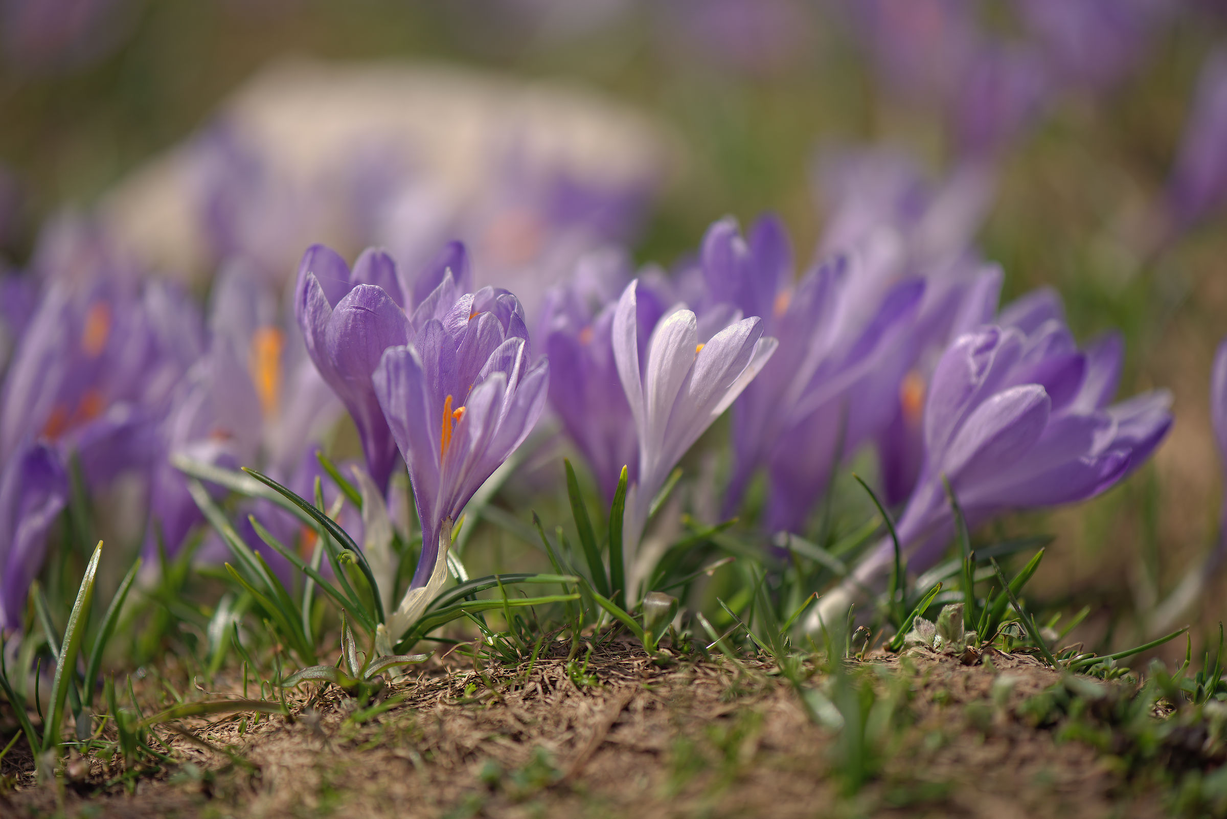 Crocus