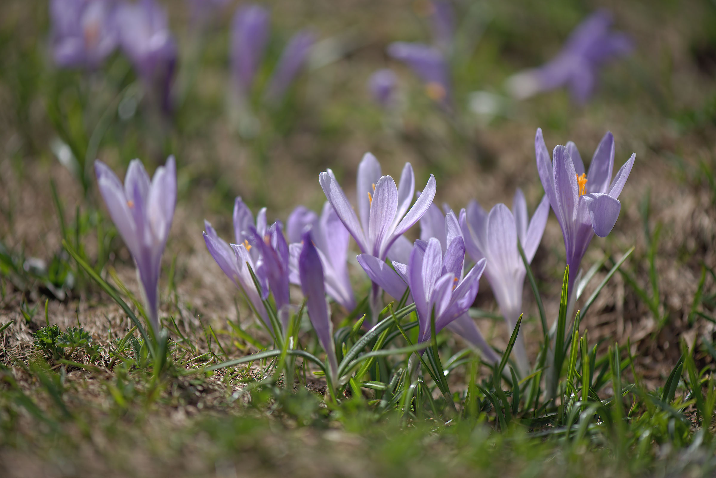 Crocus