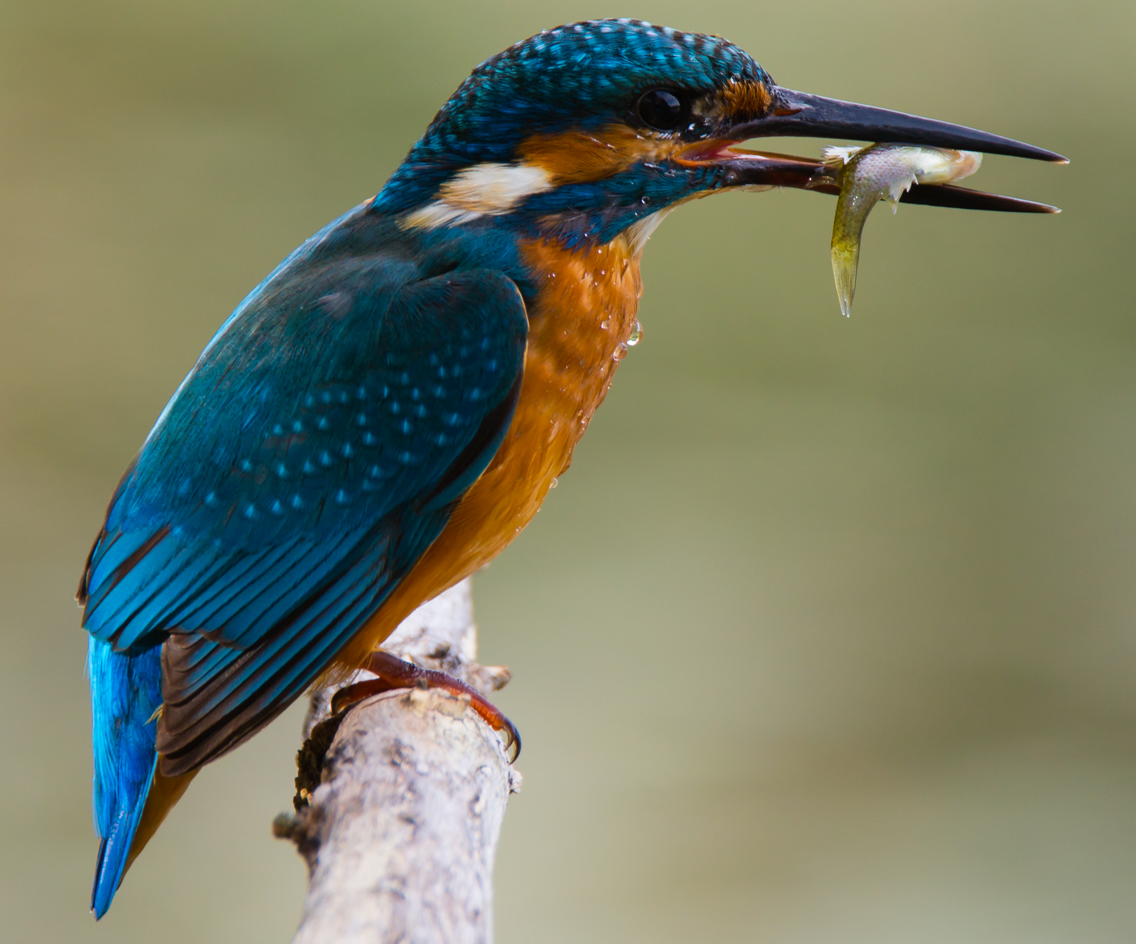 Kingfisher